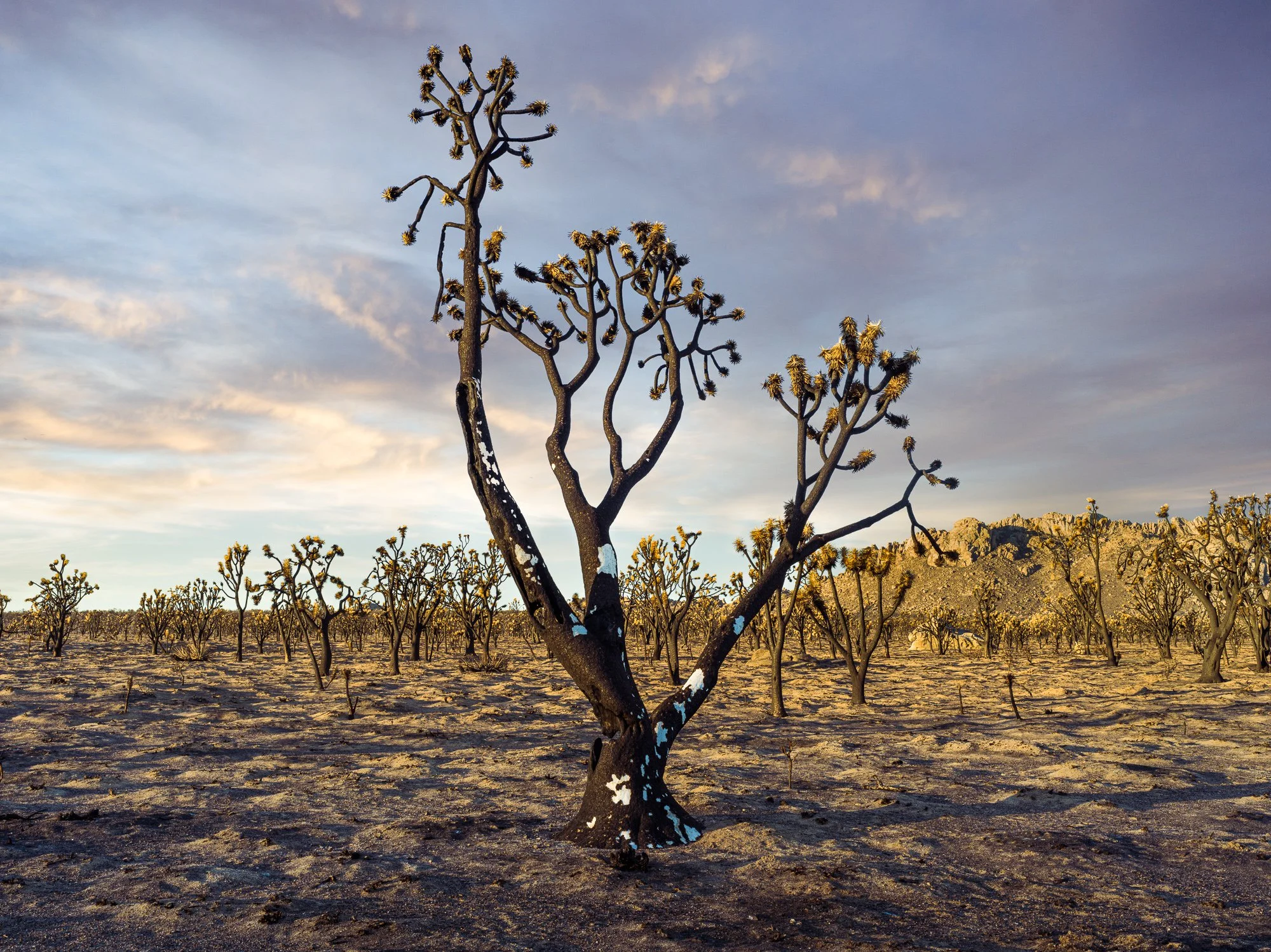 John_Mireles-Burned_Landscape_2020-1879-Edit-Edit.jpg