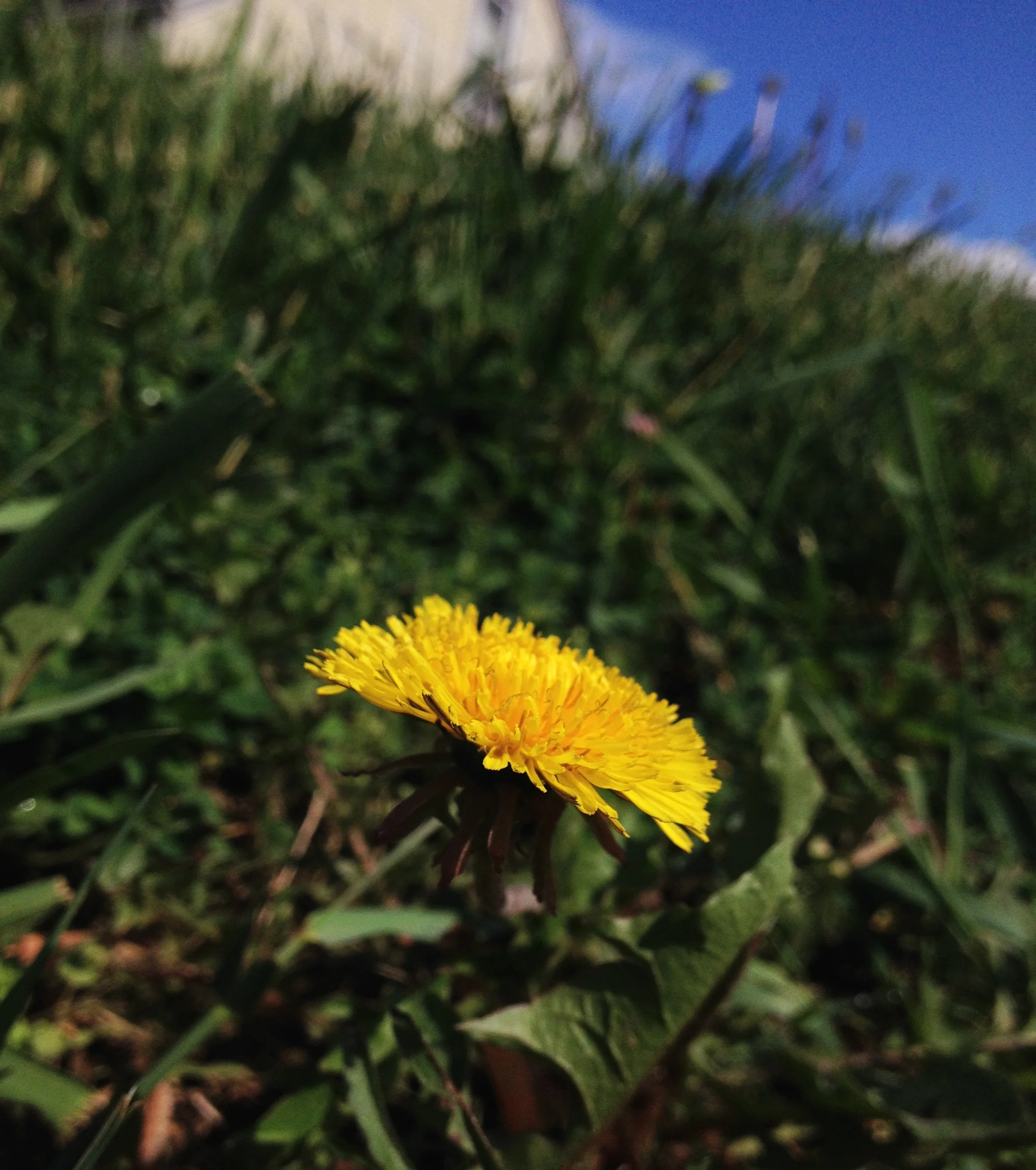 As much fun as they are as a kid, dandelions are no good for your yard!