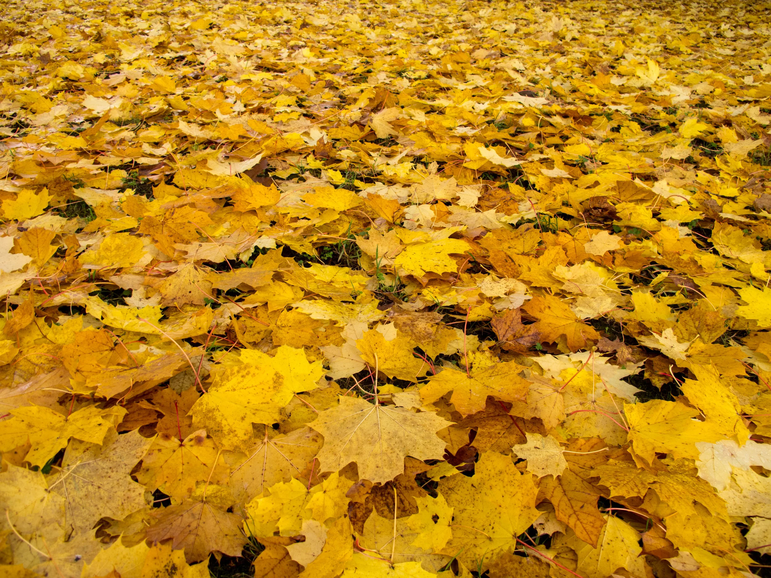 5 Tips to Prepare Your Lawn for Winter