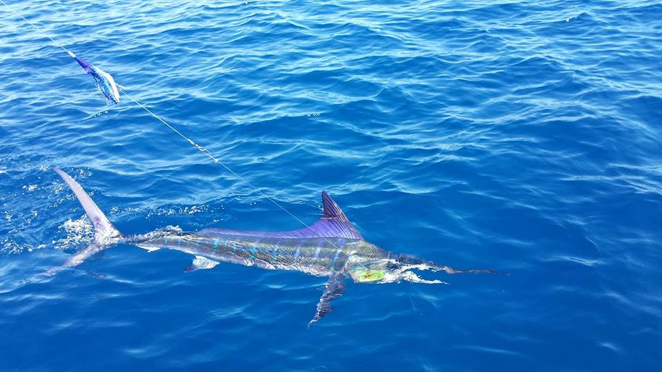 Striped Marlin 