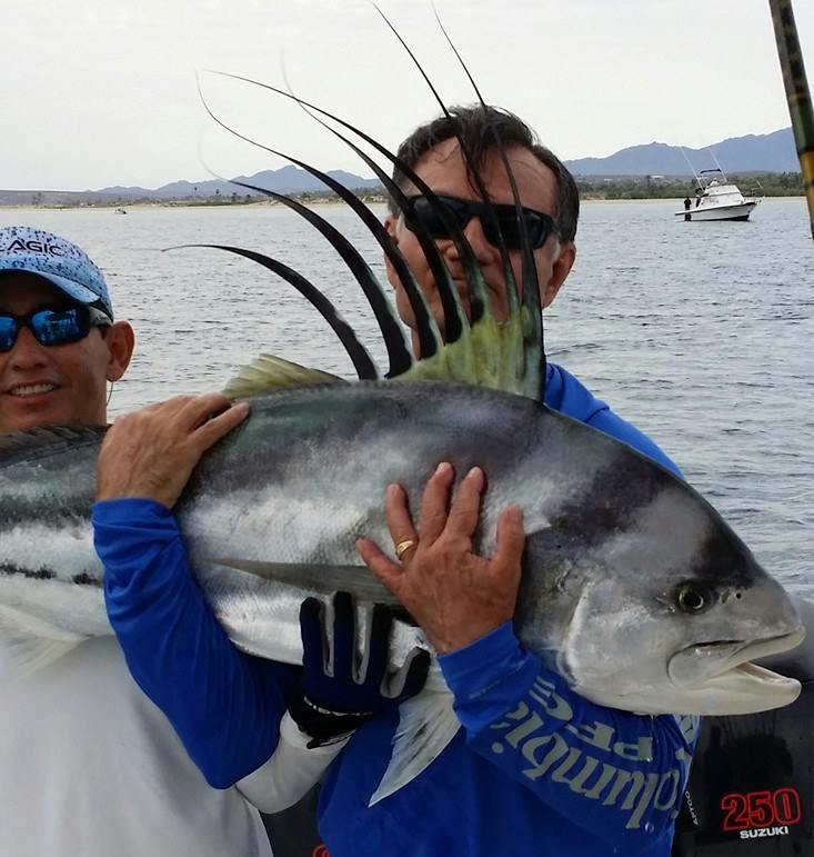 Roosterfish 