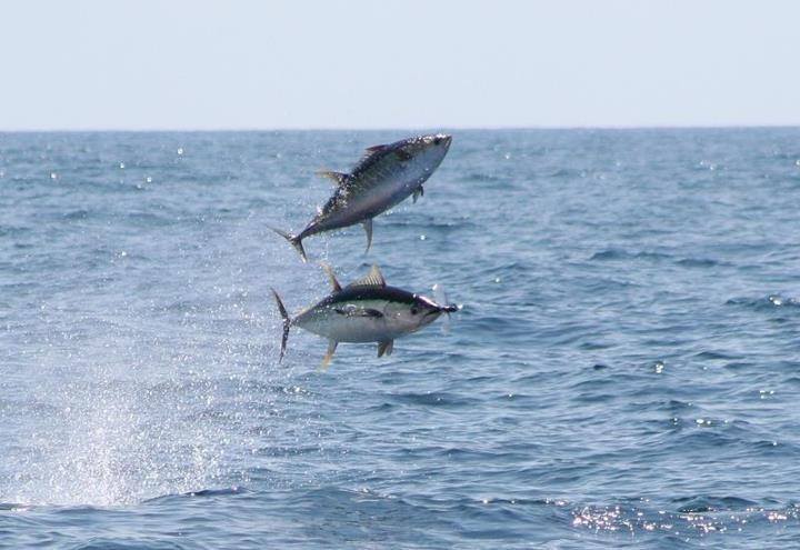 Yellowfin Tuna 