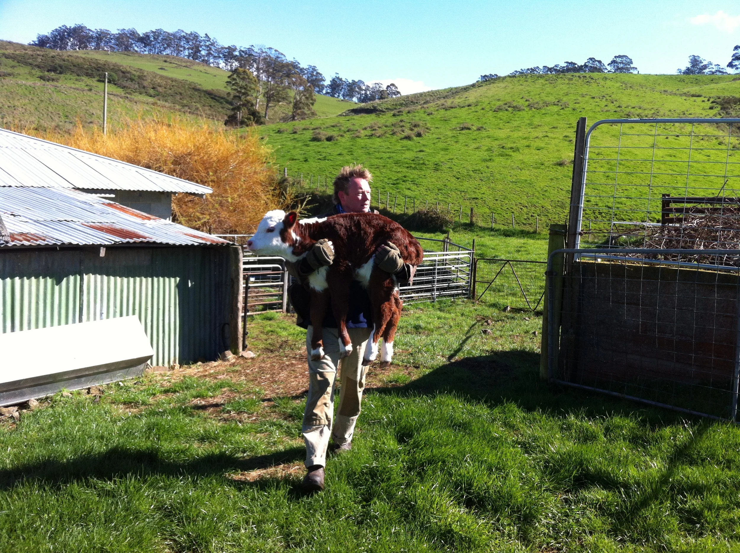 Iain with calf