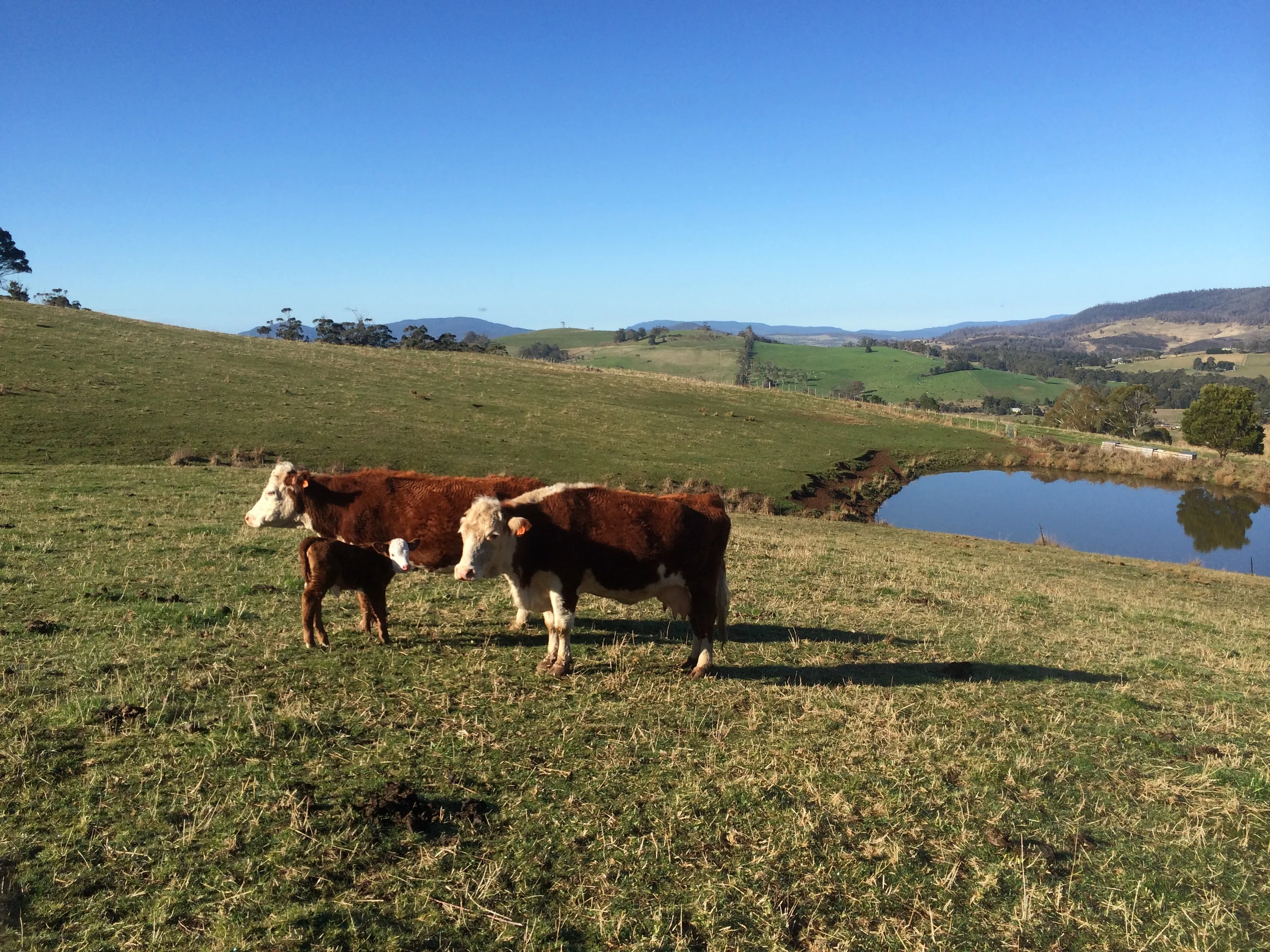 Cows and calf at middle dam