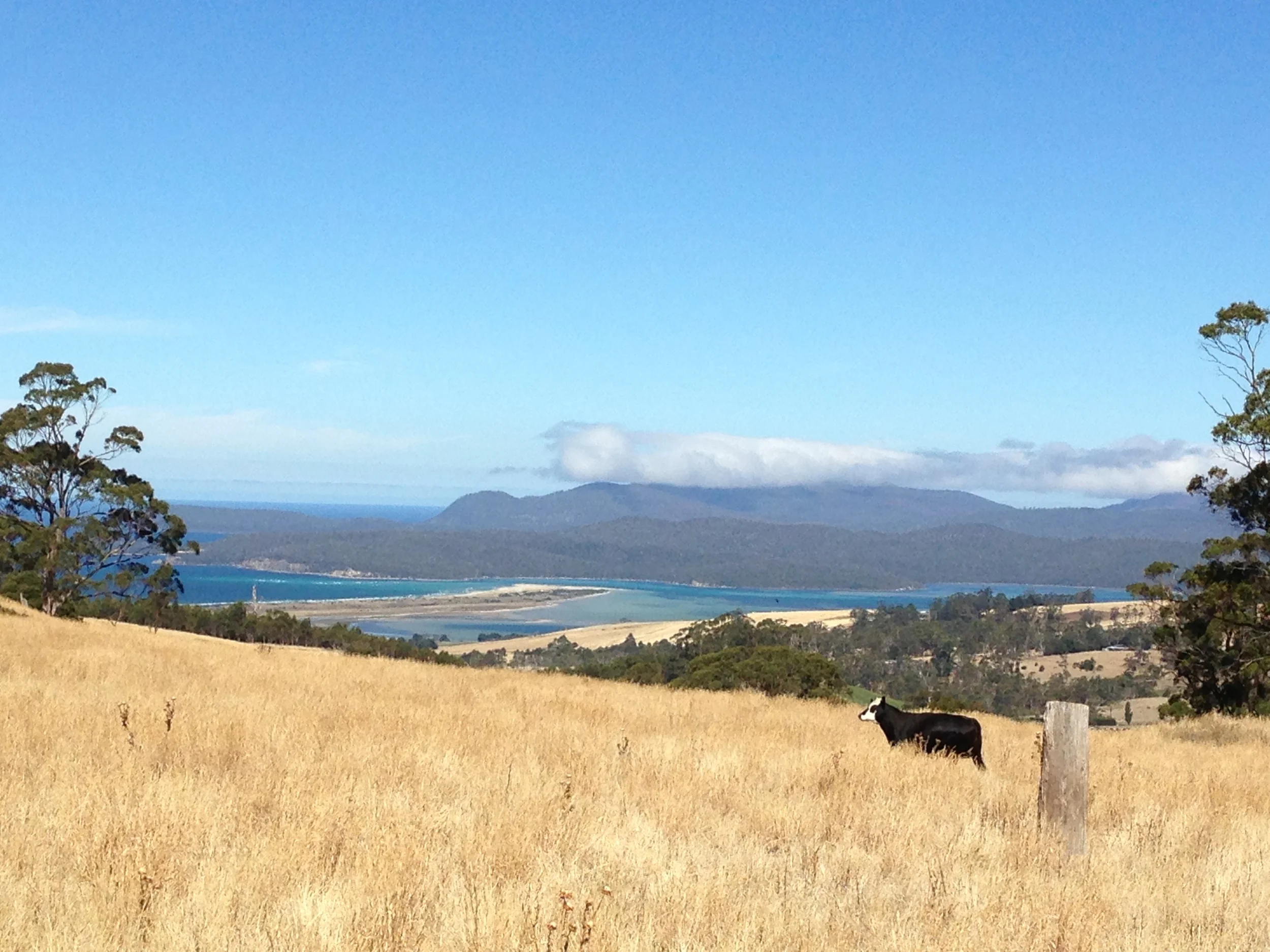 Black Baldie in the summer paddock