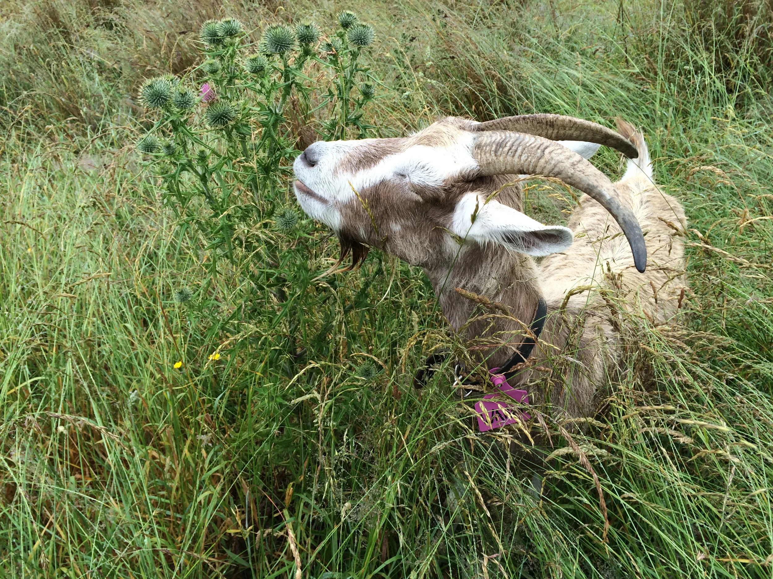 Wanda eating thistles.jpg