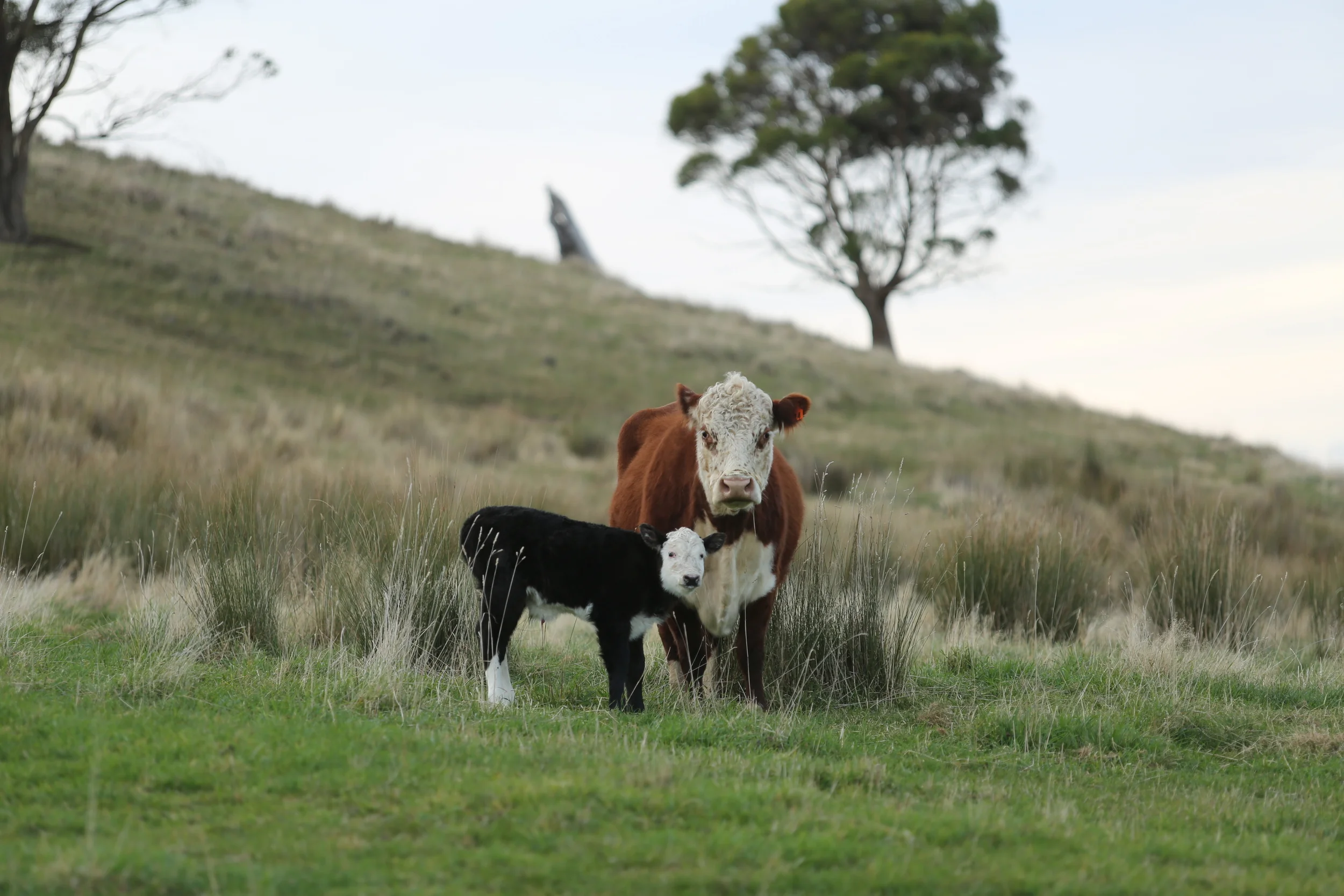 One of our new calves for the season.