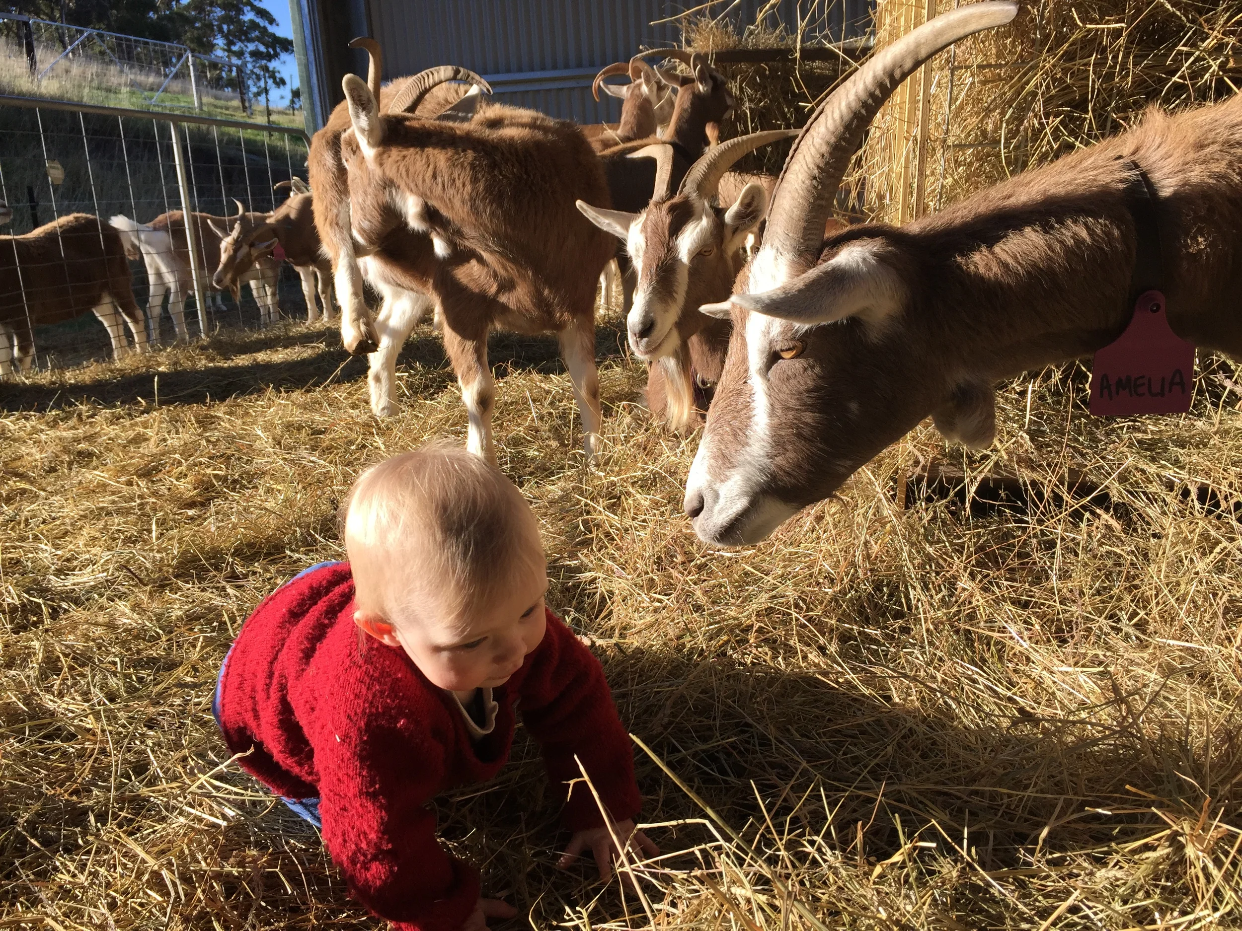 Hamish shows Amelia how its done.