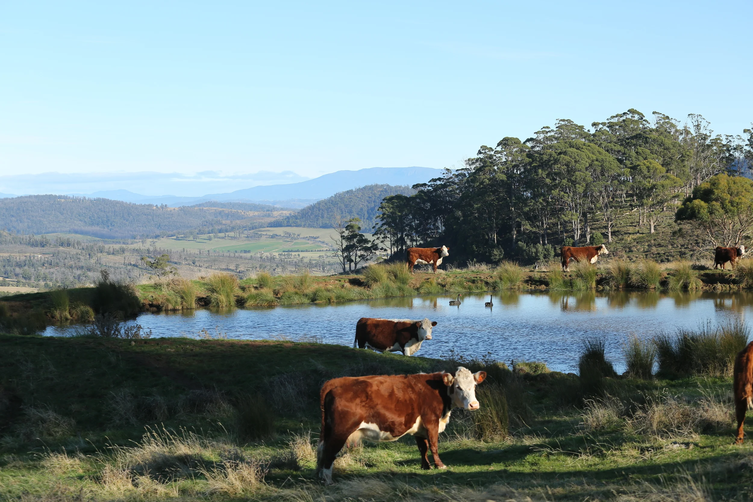 Cows in perennial pasture