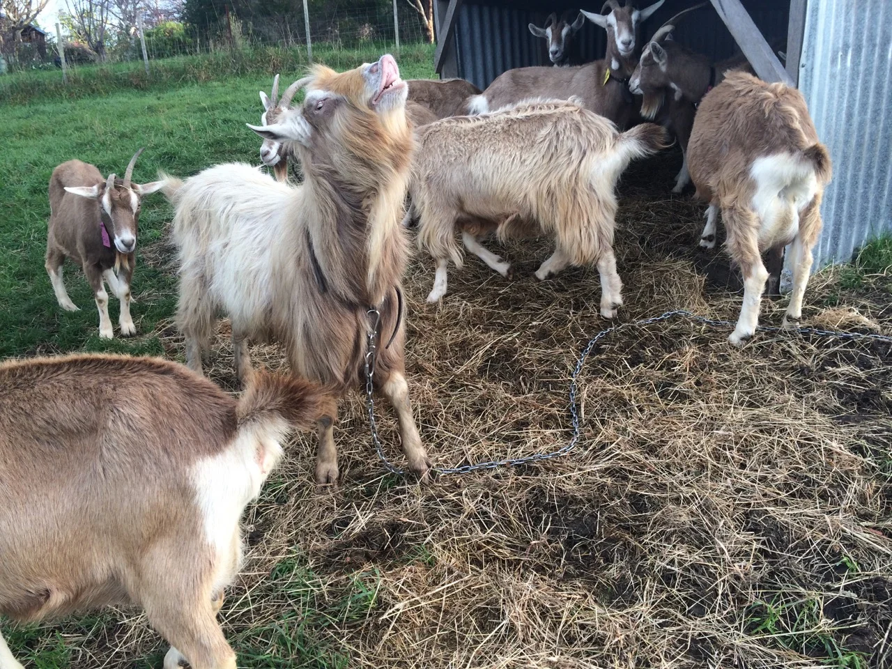 Eli shows his love for the girls, giving the the "top lip".