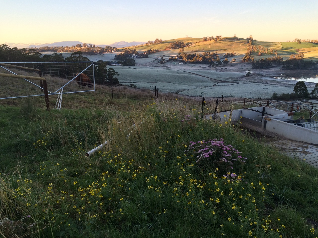 The valley at Copping sparkles with frost in the early winter light.