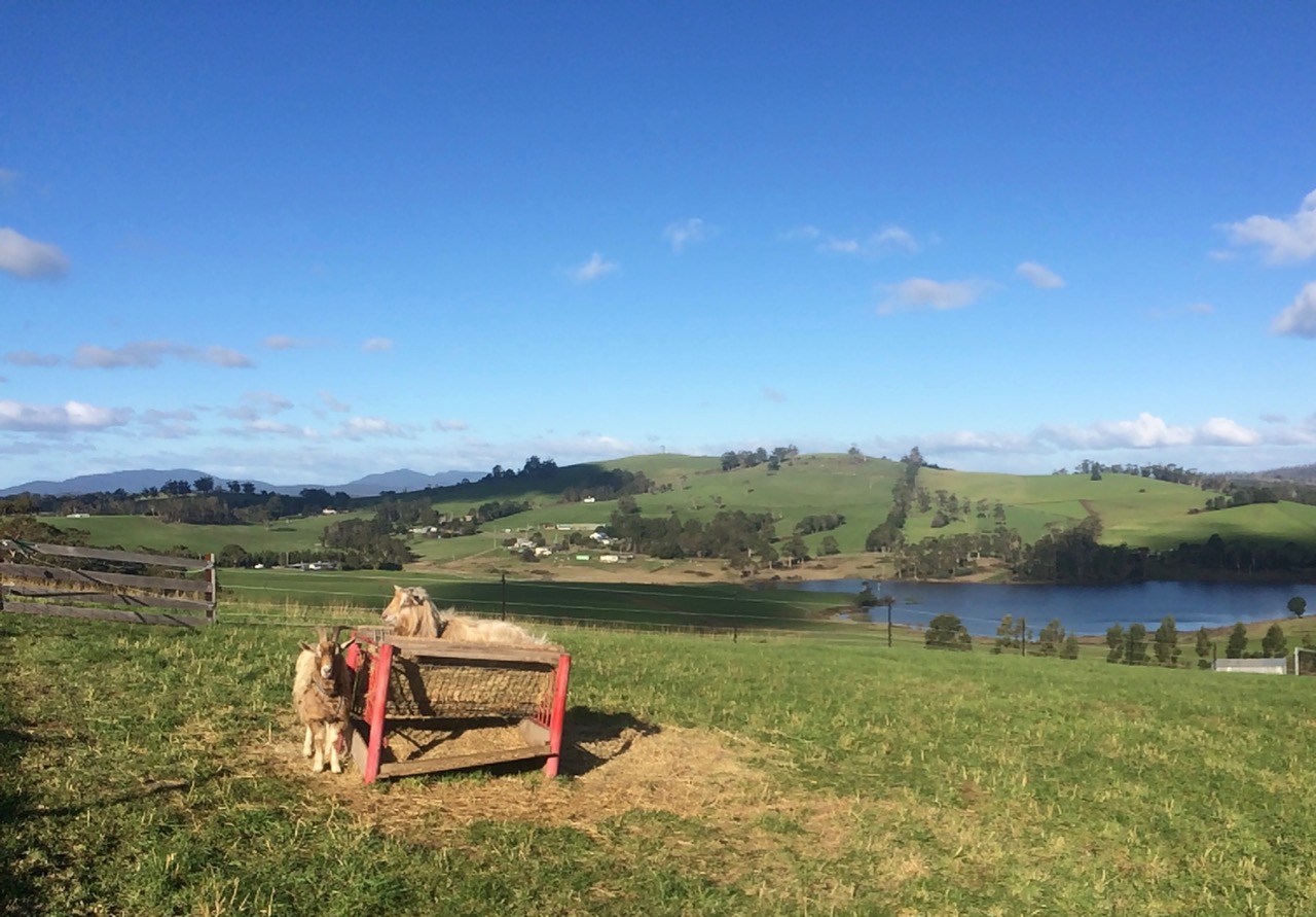 Their work done for the year, the boys rest in the sun, on a fresh hay bed!