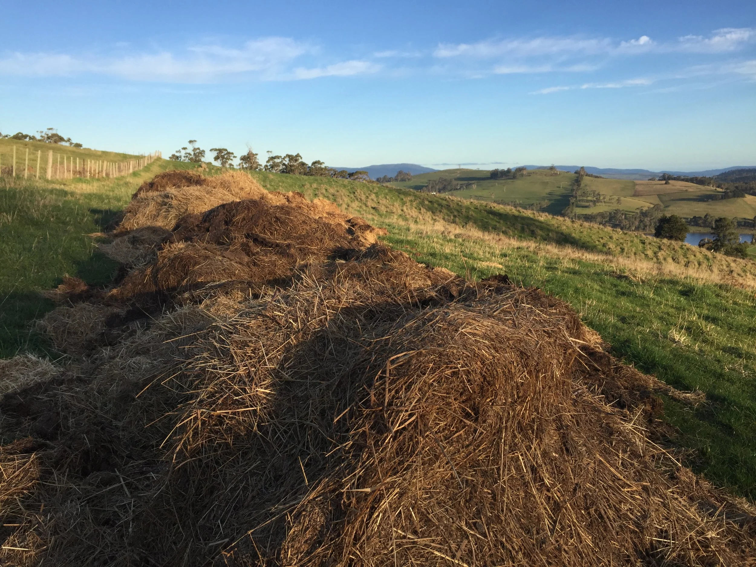 The finished pile from 2016! Approximately 26m x 3m x 1+m - that's a lot of poo and hay!