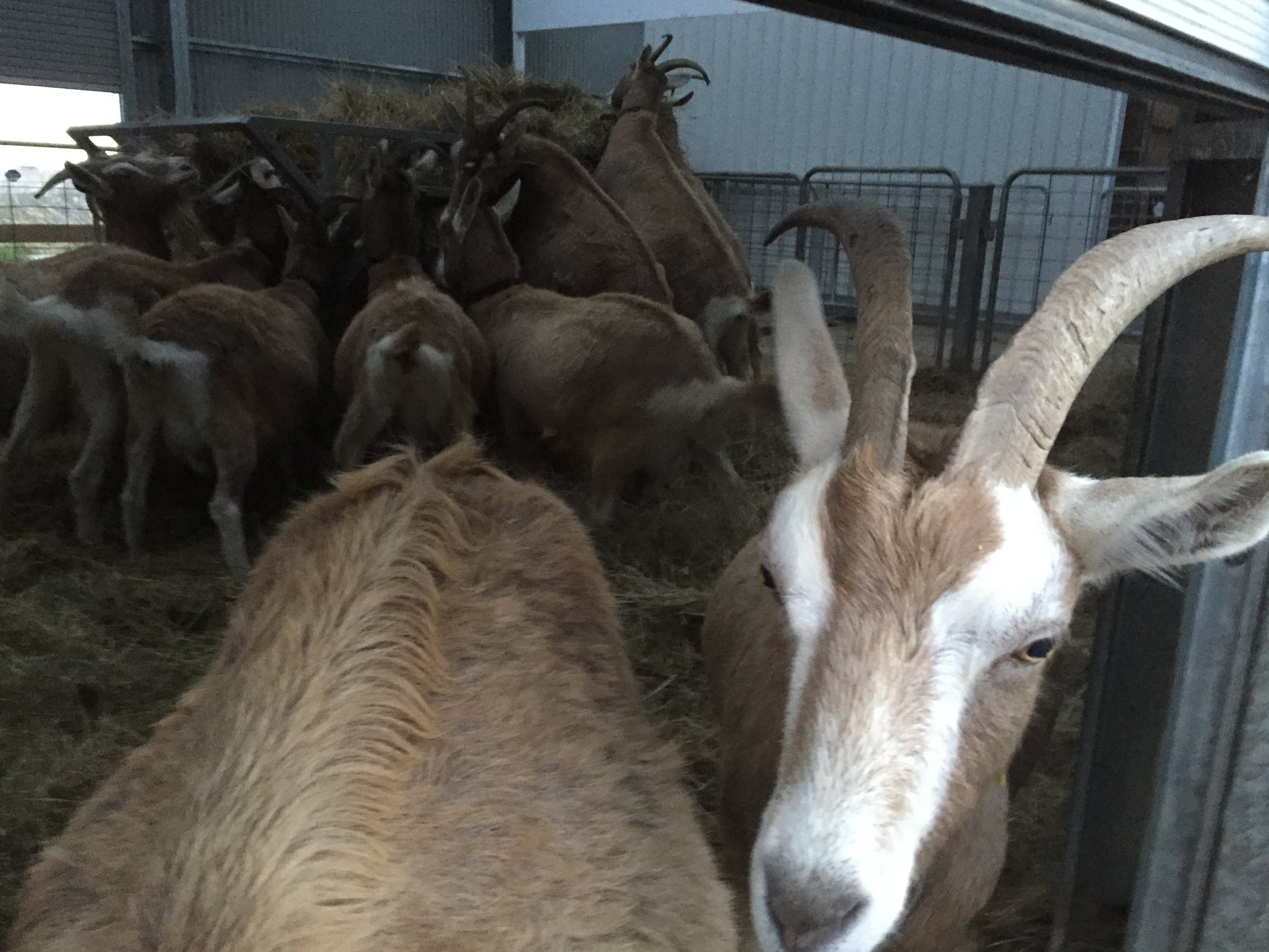 The girls rush in to check out their new bedroom.