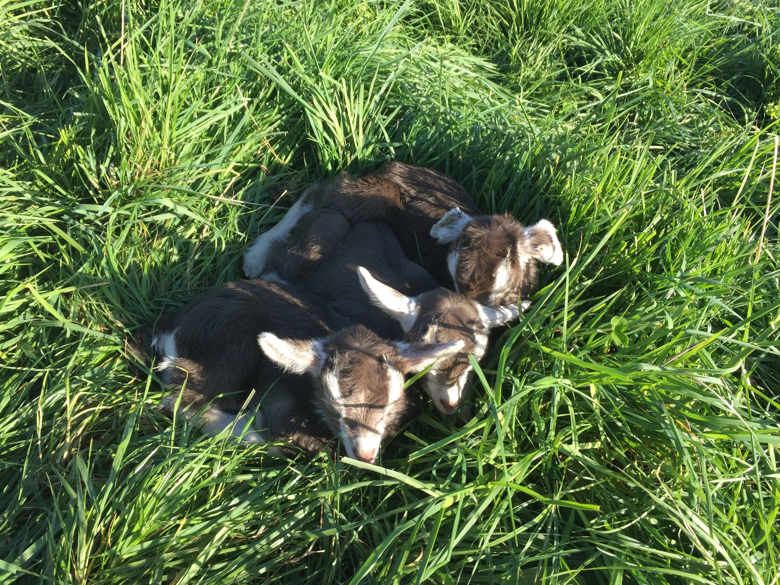 Lulu's triplets hang out in the sunshine.