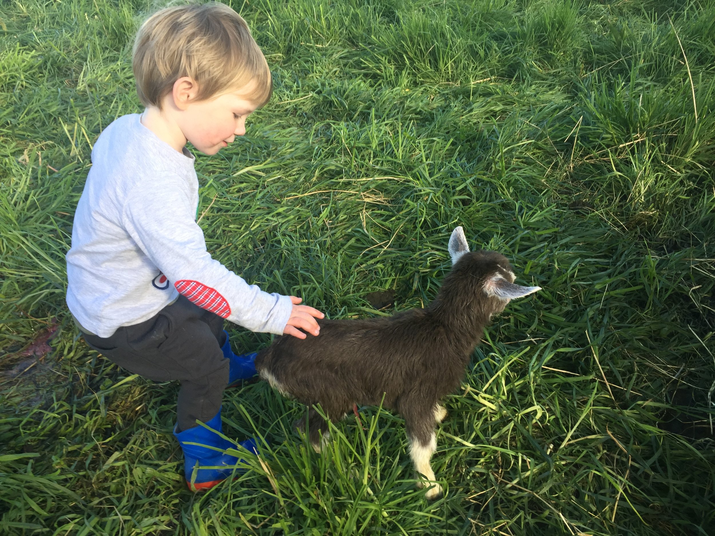 Hamish starts the domestication process.