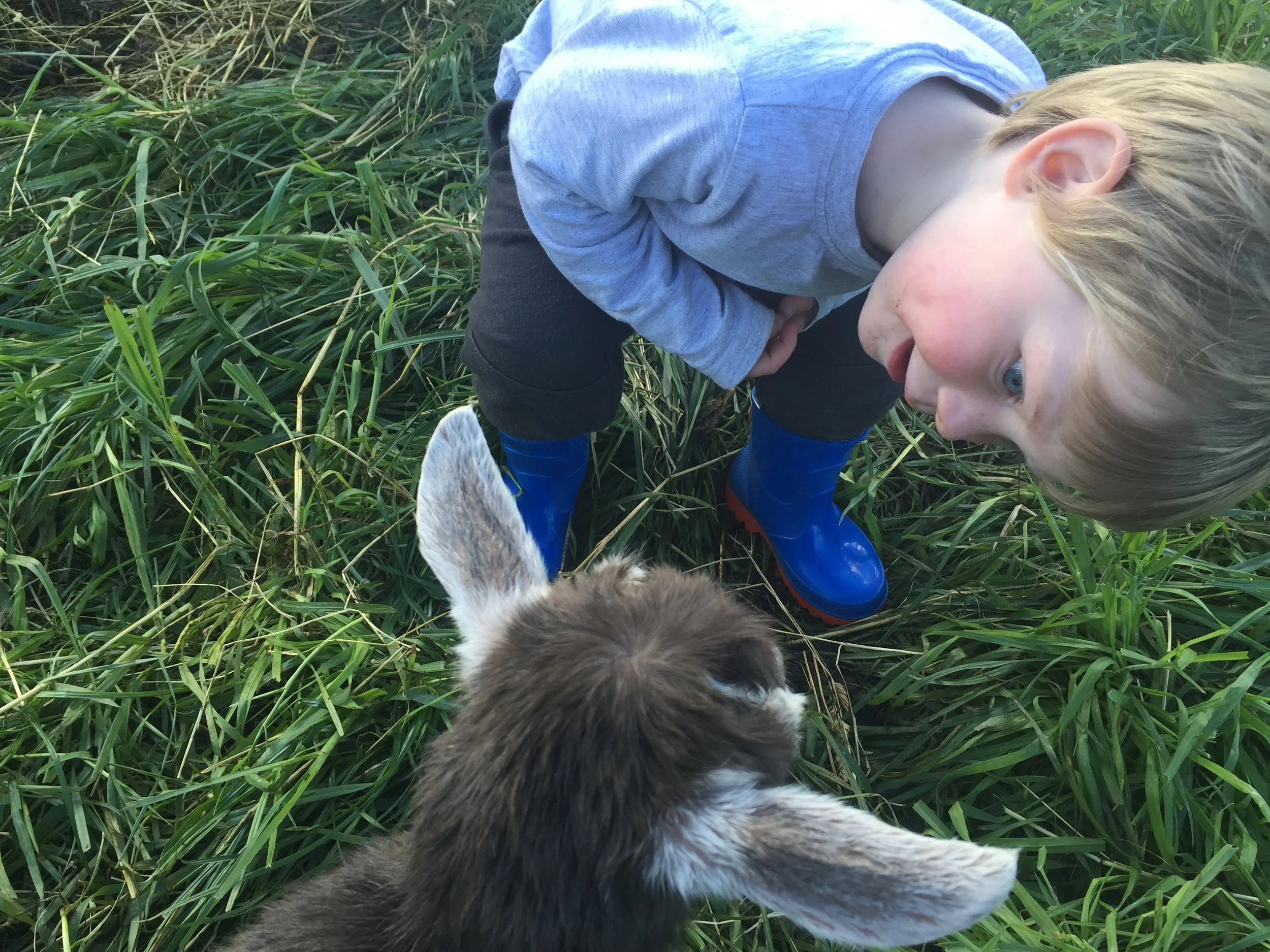 Hamish gets up close to one of Tabby's kids.