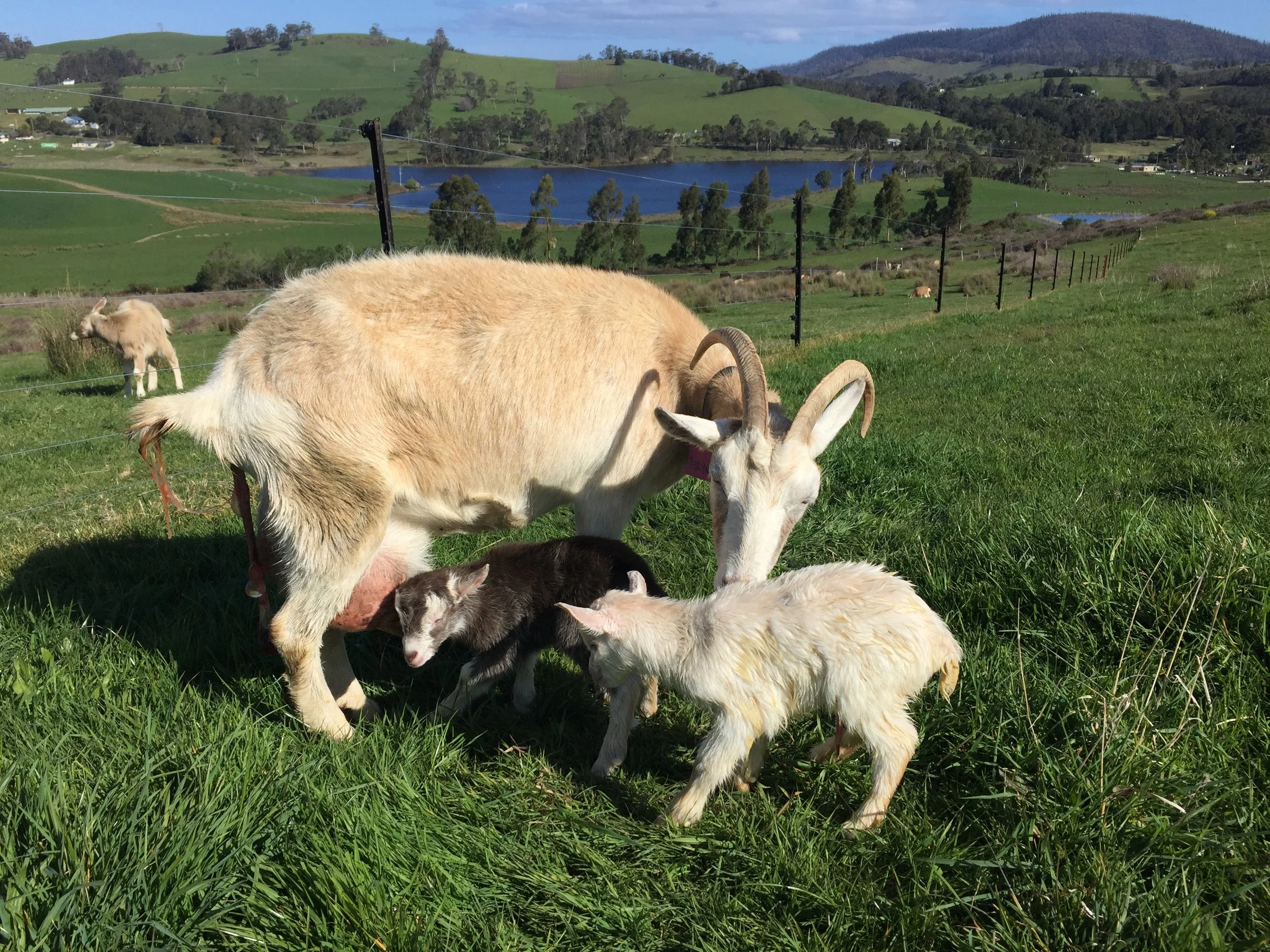 Phryngo with her 2 little boys.