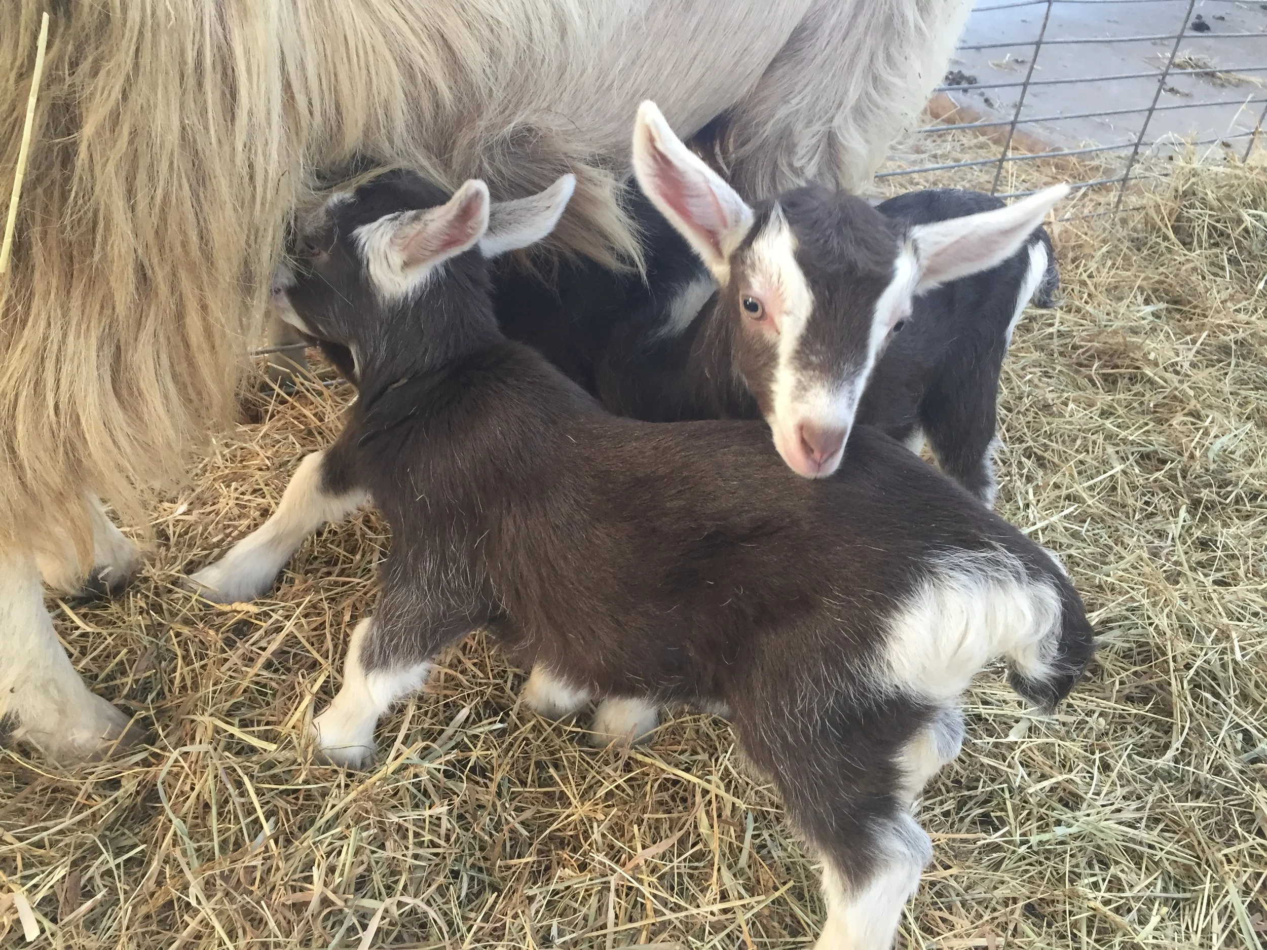 The problem of being one of a triplet - there are only 2 teats!