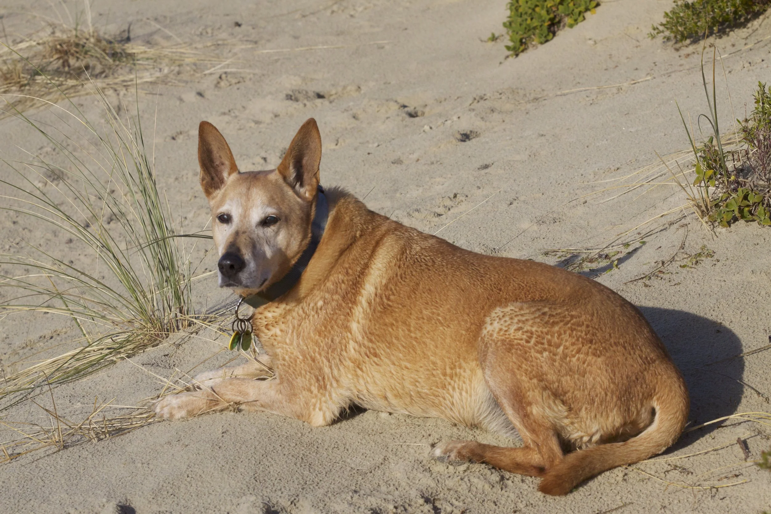 Georgie loved to hang out on the beach while we kitesurfed.