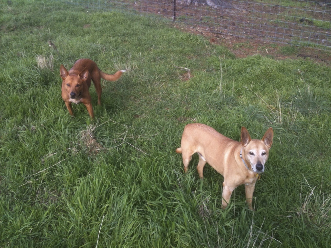 George and Sam hanging out and helping with fencing.