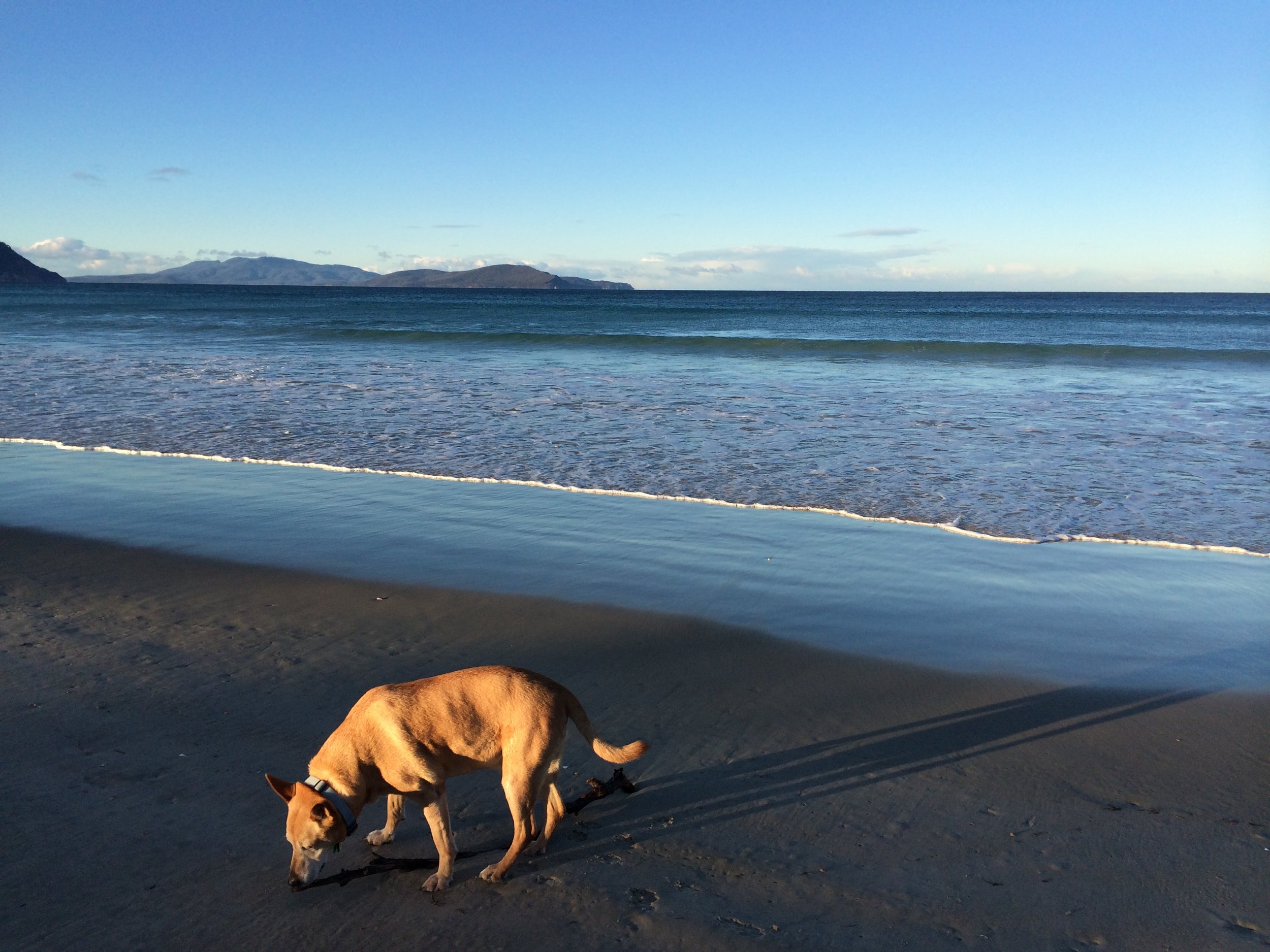 Enjoying our local, Marion Bay Beach.