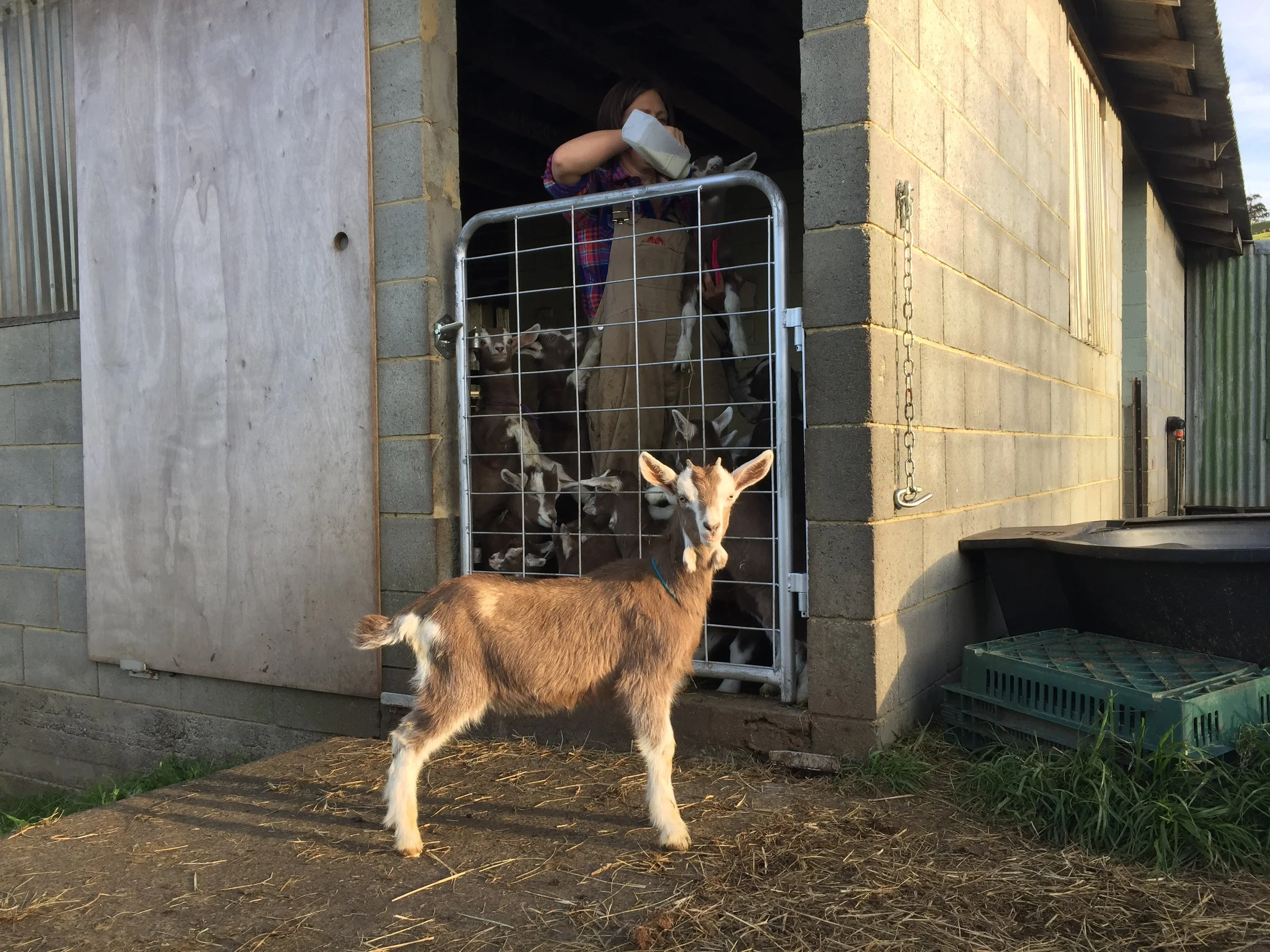 Tabby's kid has been fed, and basks in the sun, waiting for the next kid to join him in the paddock.