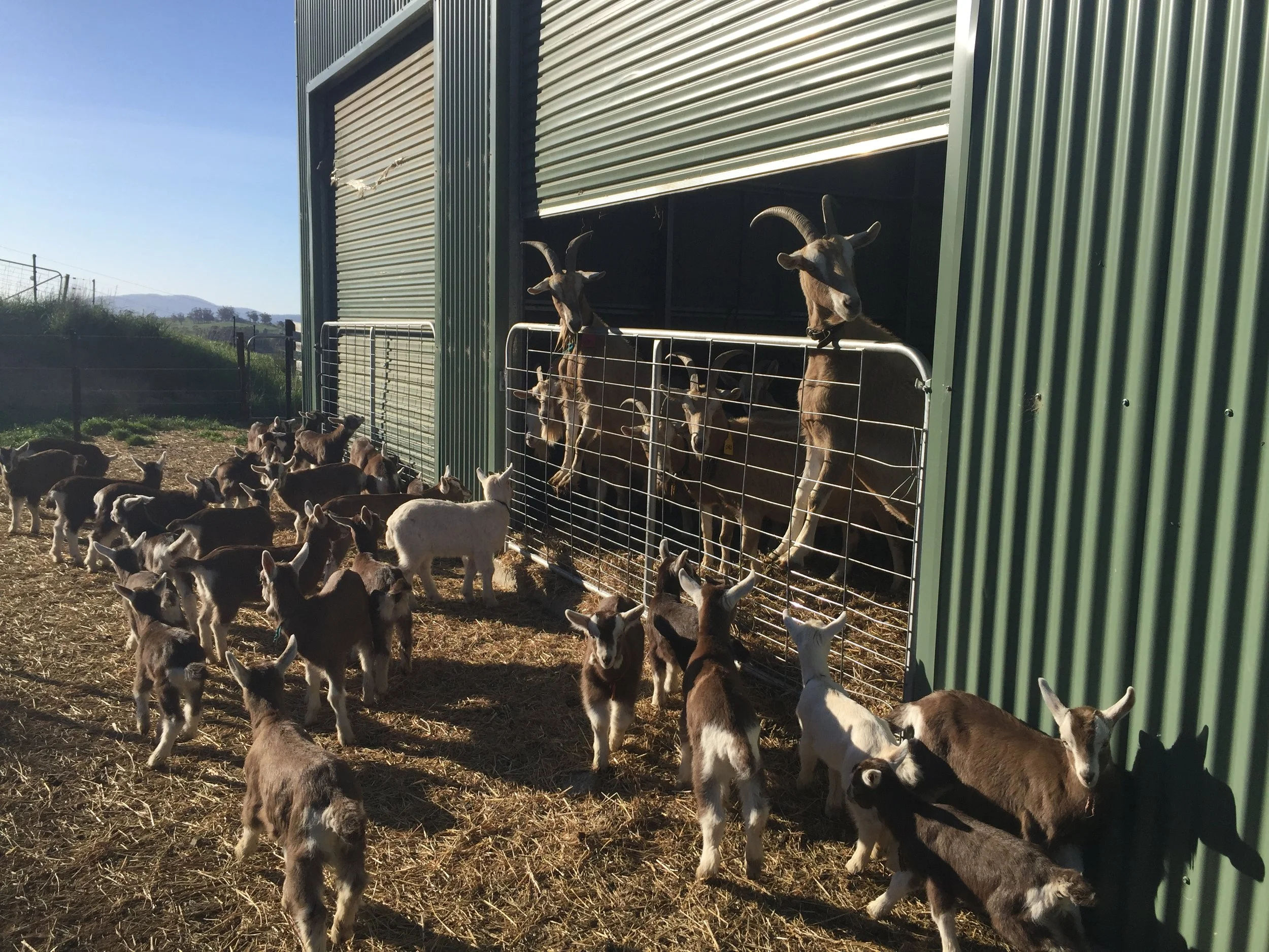 The kids rush up the laneway to wait for the gate to be opened and reuinted with their mums.
