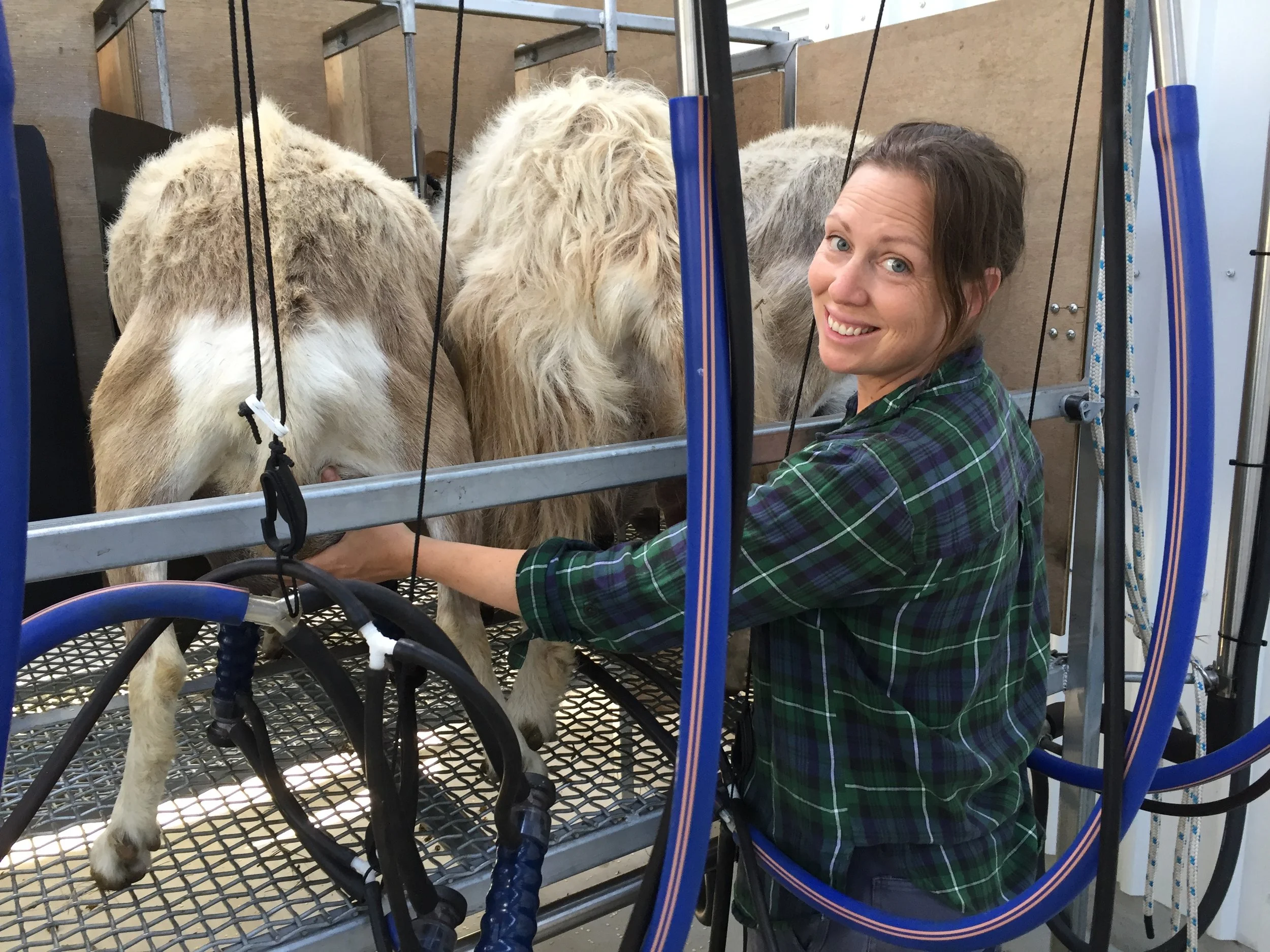 At least there was only one milking on Christmas Day!