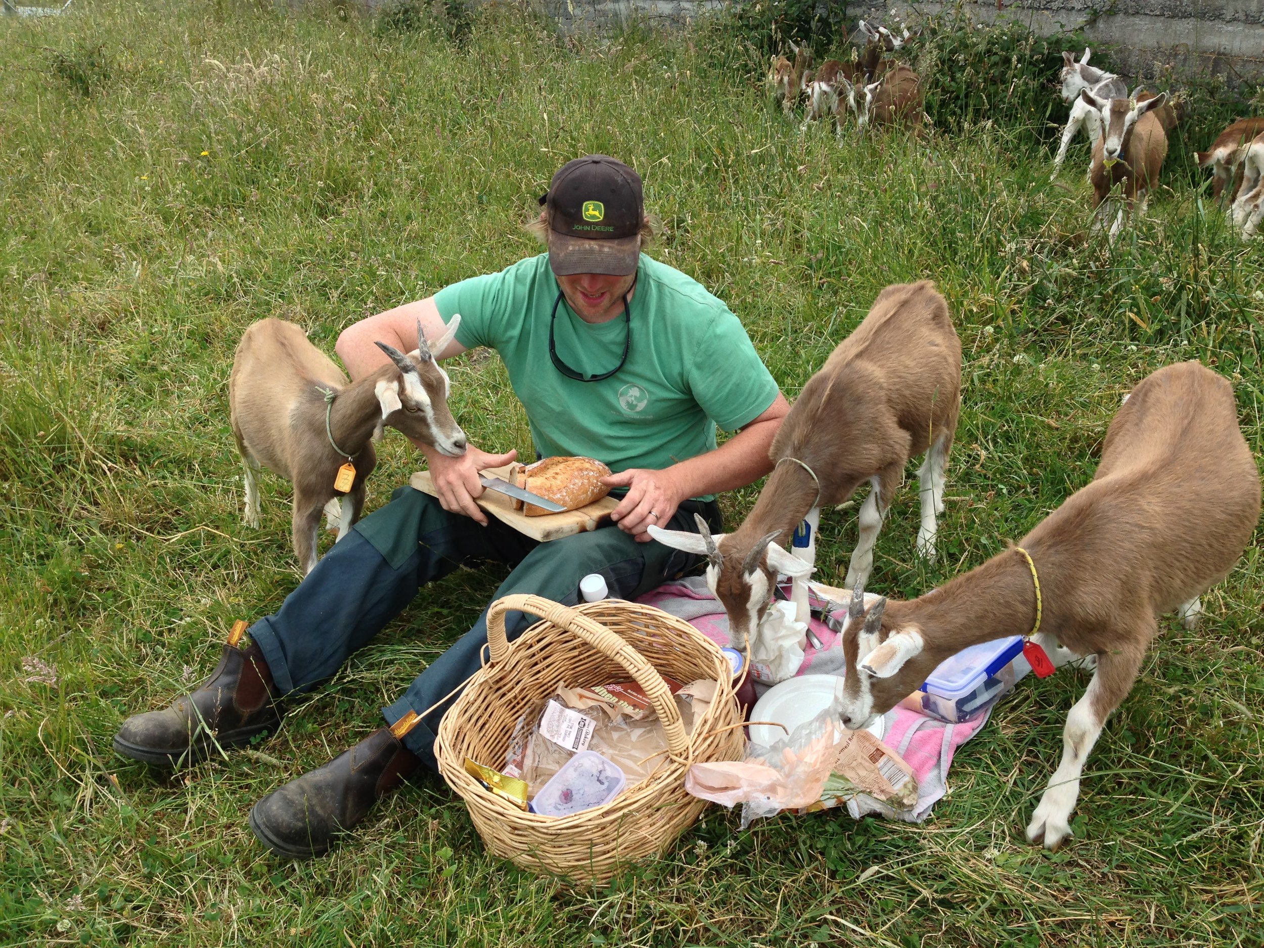 A picnic with goats.