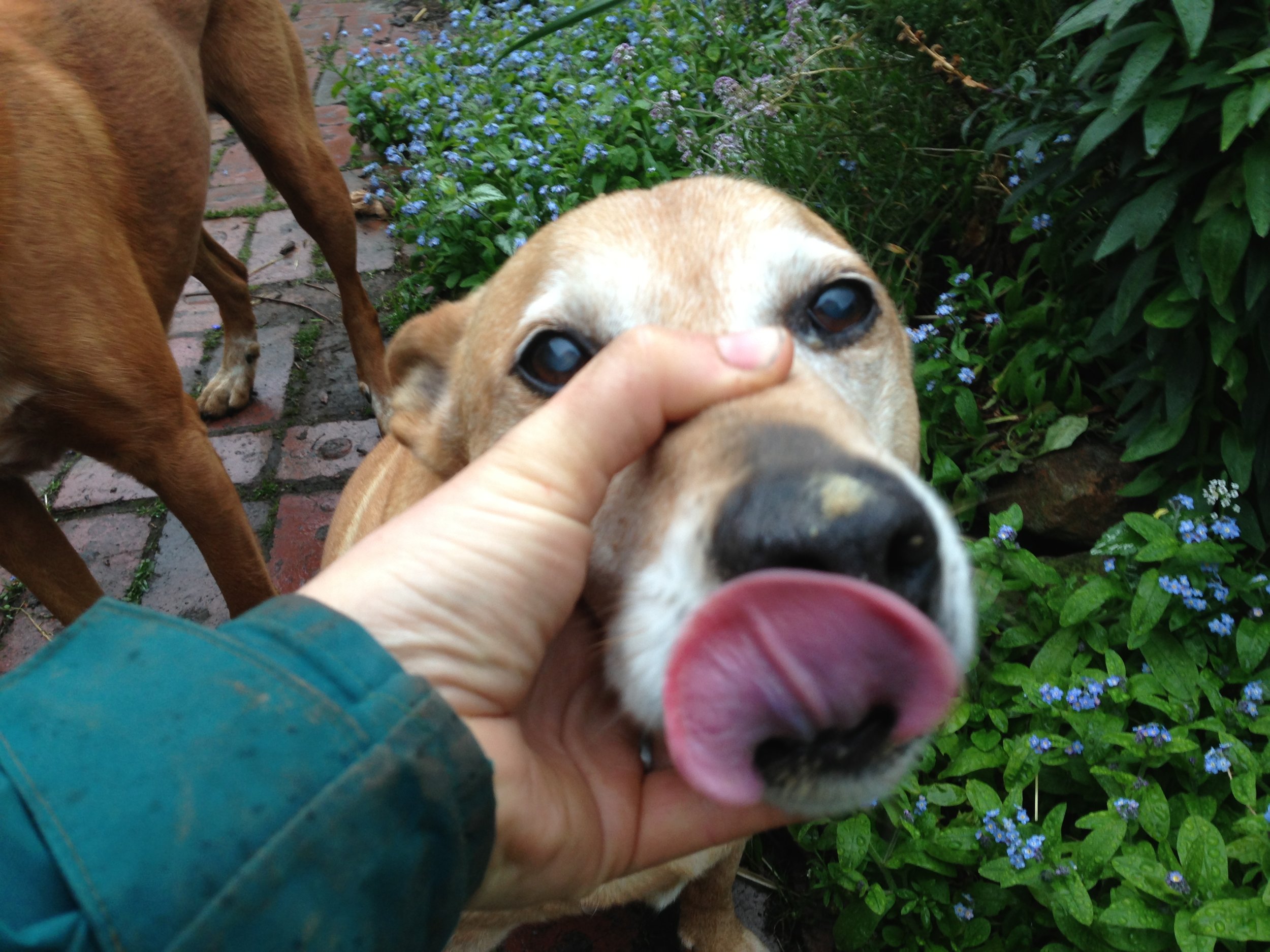 Dear Georgie (resting now) getting portly (on blood and bone).