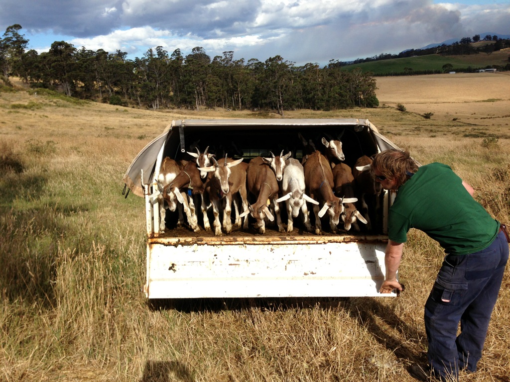 Bringing the girls home after evacuating for the bushfire in January 2013.