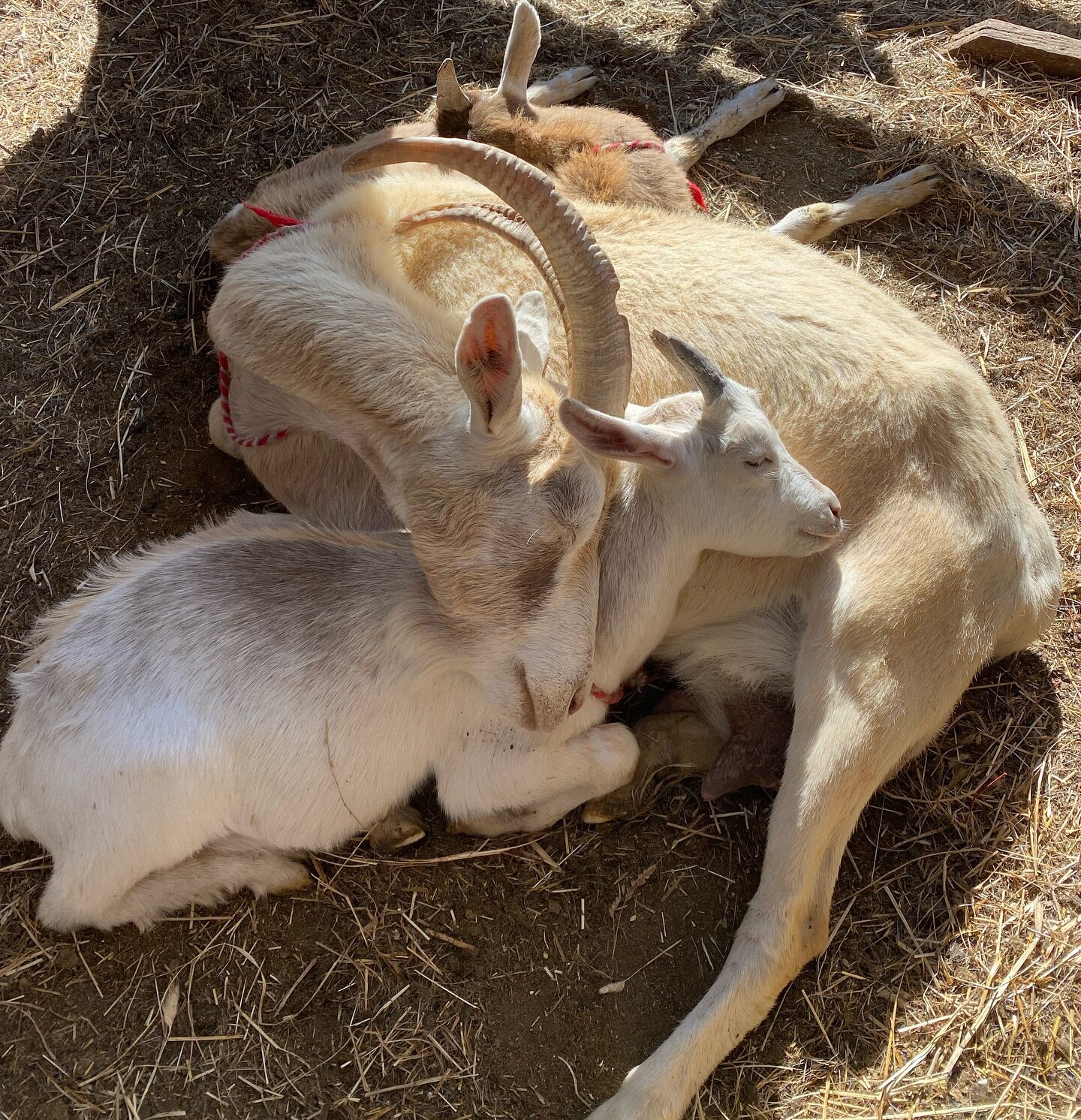 I just love how are girls stay so well bonded with their kids. This is Tiree, who was sleeping soundly on her kid. It reminds me of mothers (parents) the world over. And it&rsquo;s such a good reminder of what relationships are the most important to 