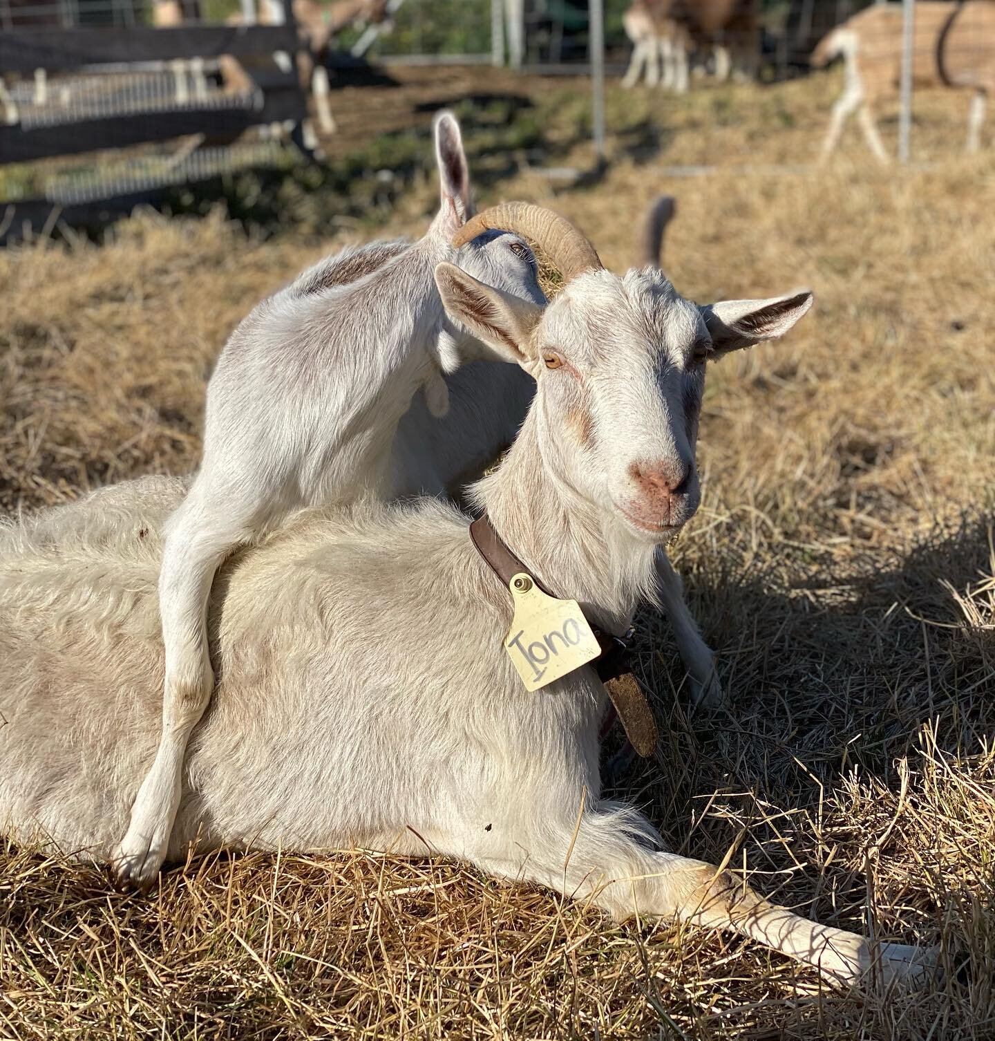 I don&rsquo;t have too much to say about this, but every morning and evening I see examples of the does with their kids where they are clearly enjoying snuggling up to each other. Sometimes, we even see these relationships continue as &ldquo;adults&r