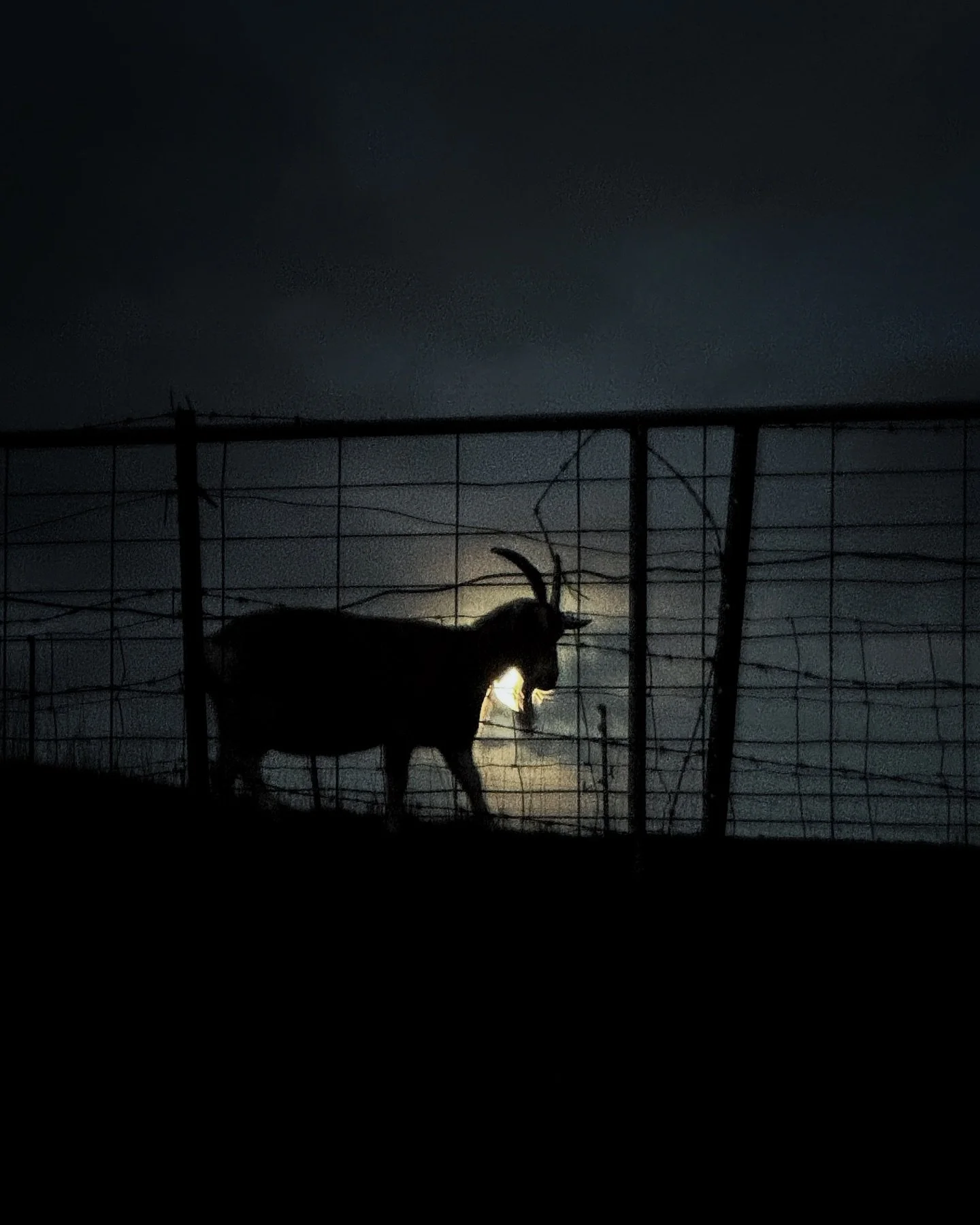 Winter solstice - our shortest day. And while the cold will get stronger, it&rsquo;s a turning point in our calendar. The girls are almost dried off, we get to hunker down for a couple of months to rest and recover (and catch up on jobs we&rsquo;ve b