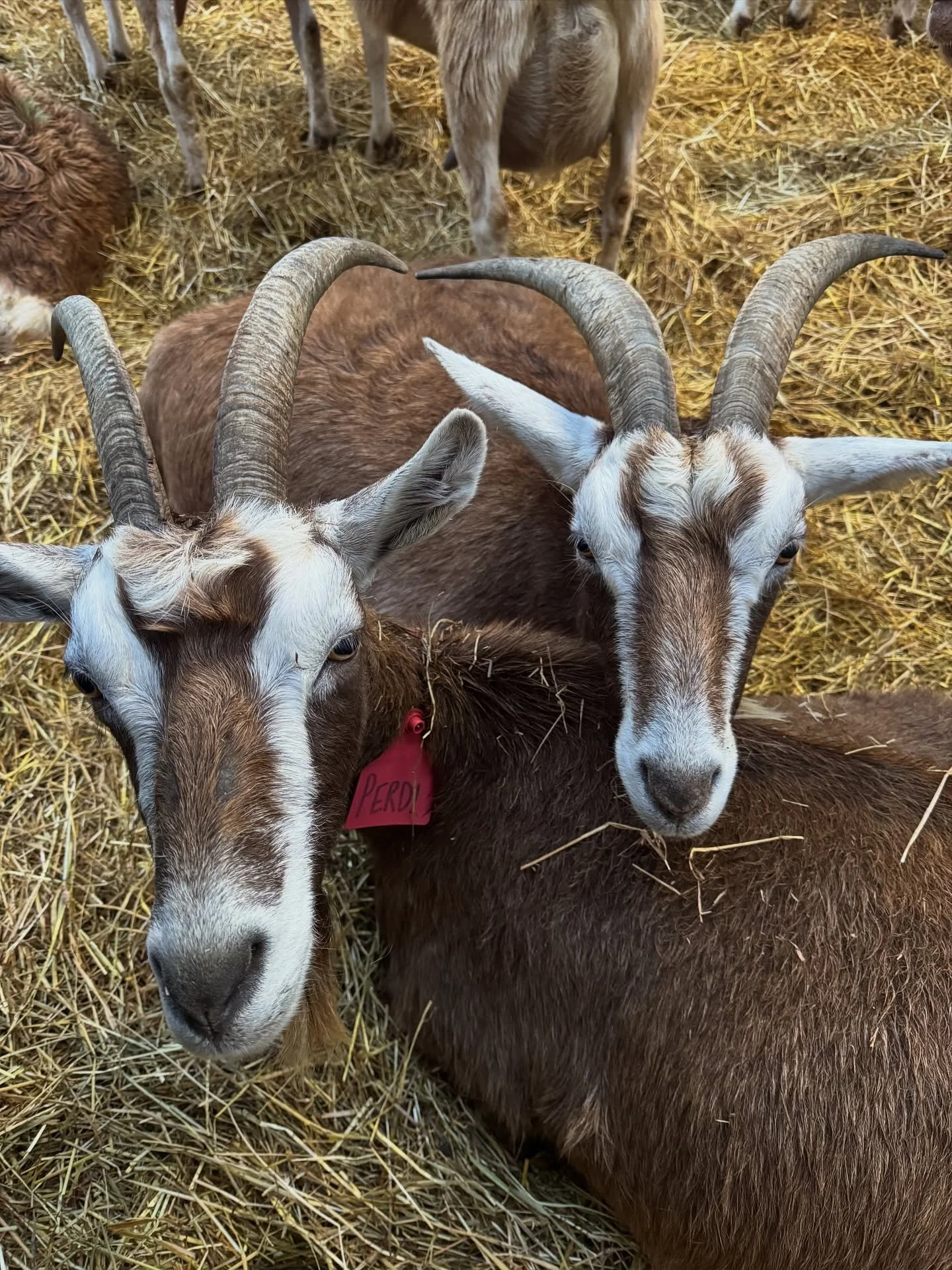 One of the things I love about farming the way we do, is witnessing the strength of the family bonds. In this picture is Perdi, and her first ever daughter Kiki. Can you see the resemblance? They&rsquo;ve both got the 🤍 on their foreheads!

They&rsq