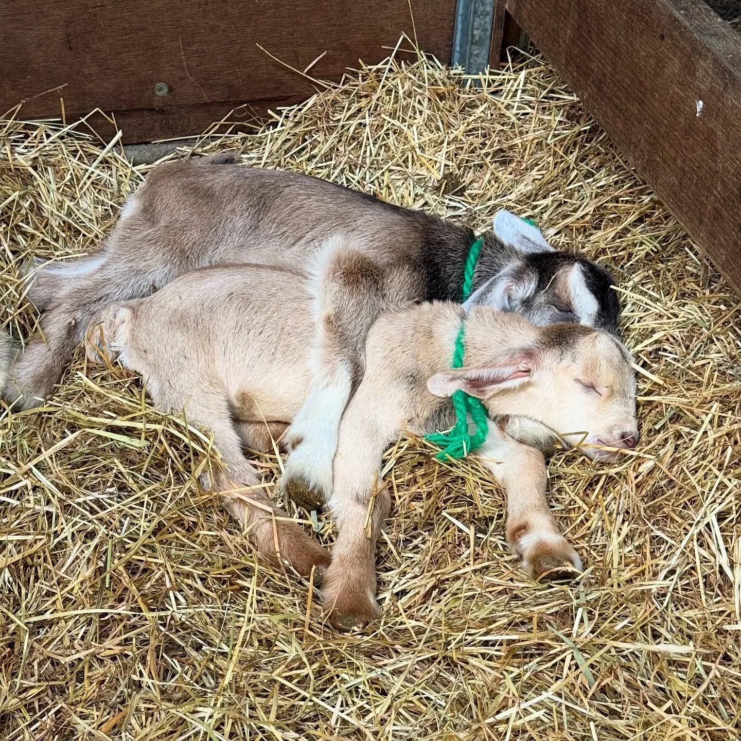 Look at these twins having a sleepy cuddle! The cutest little babies!! Only 2 days old, and behaving as though they were still squashed inside mum. I look at these and think fondly about when my children used to cuddle each other in their sleep. Now,