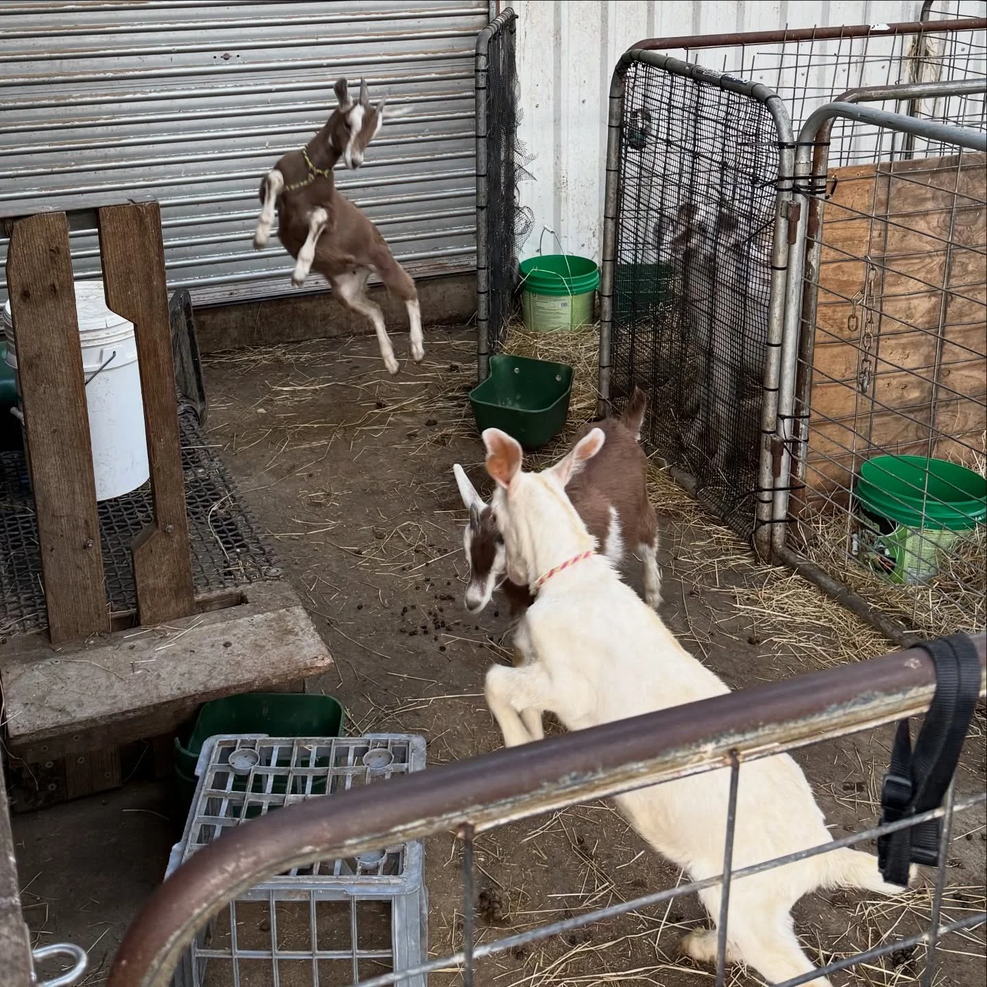 Hope you all leap into the New Year like Cupcake!

Have a safe and lovely New Year&rsquo;s Eve today - from all of us on the farm. 

These naughty kids pushed out of their pen overnight and had a party - ate some party food (they lifted the lid and g