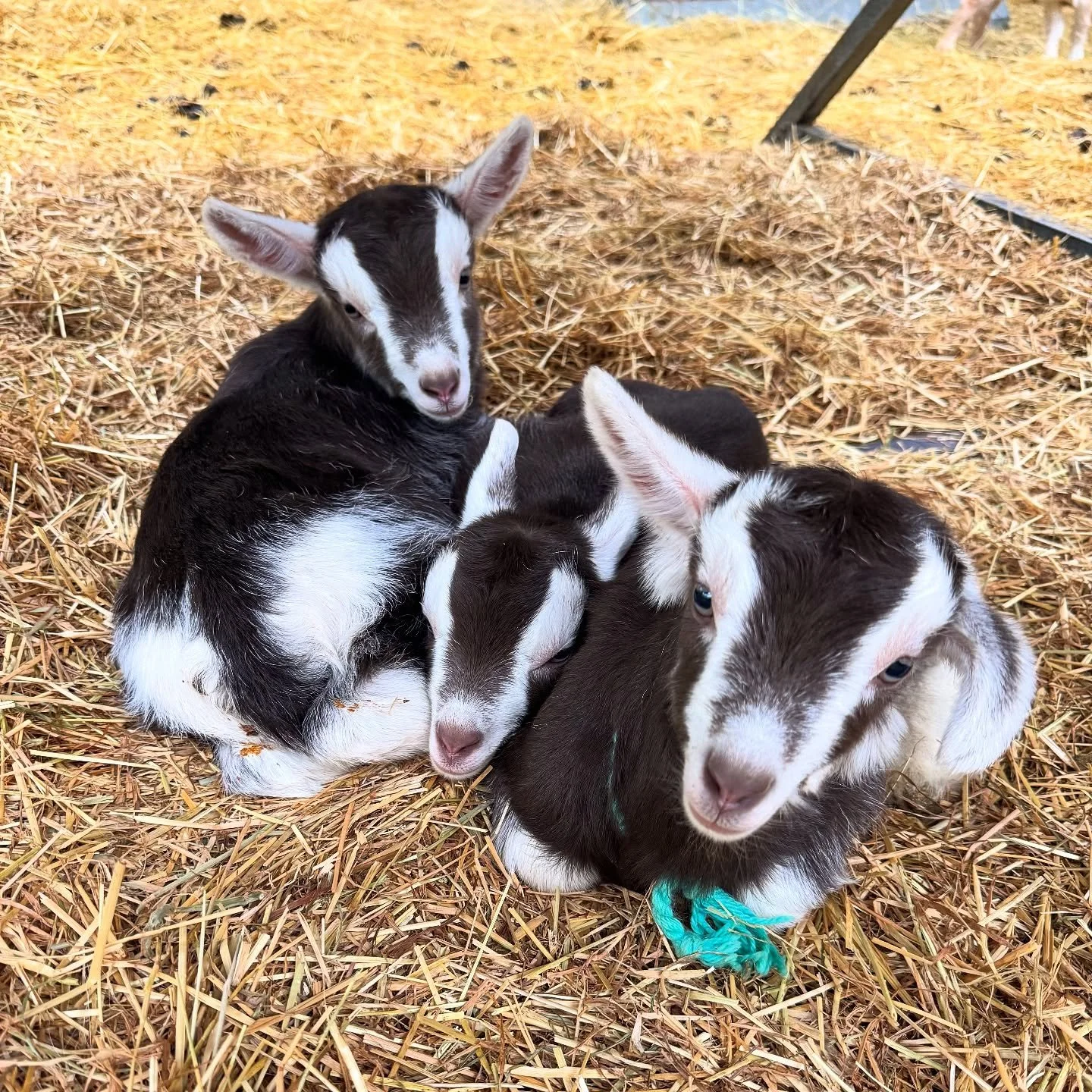 The last kids - triplets (🙄) born on Monday afternoon in the very wet weather. Apple did a great job on her own. I&rsquo;ll steal the little girl because her with my poddies to protect Apple from getting too run down. They&rsquo;re all so gorgeous!