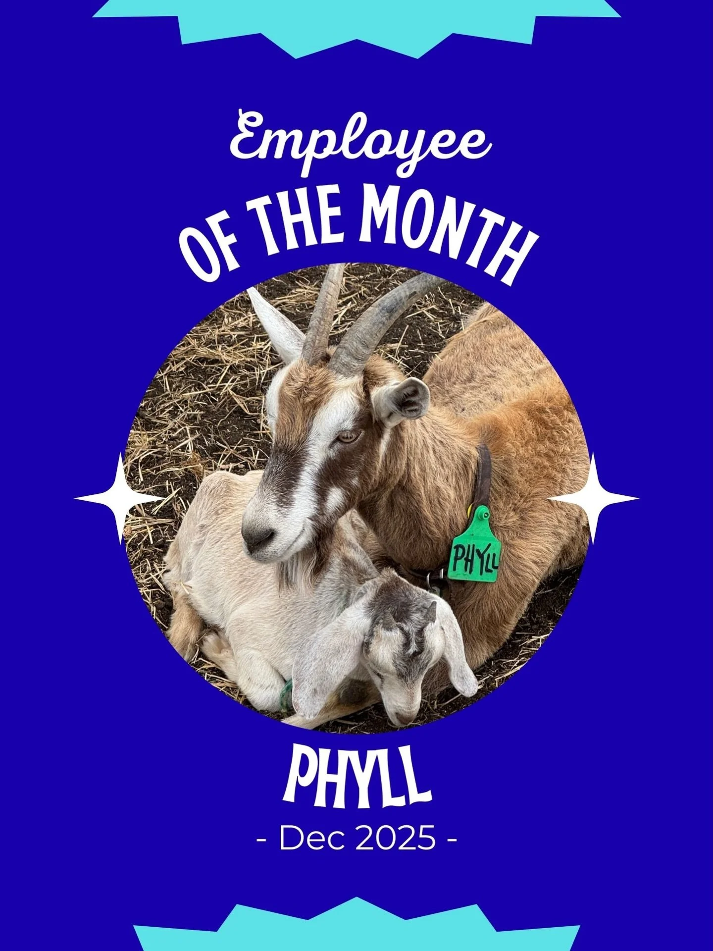 Congratulations Phyll! 

Phyll is our quiet achiever: she has been producing the largest volume of milk this month, and is one of our top quality producers too. She&rsquo;s on the 3rd run, so not too high in the pecking order - which means she isn&rs