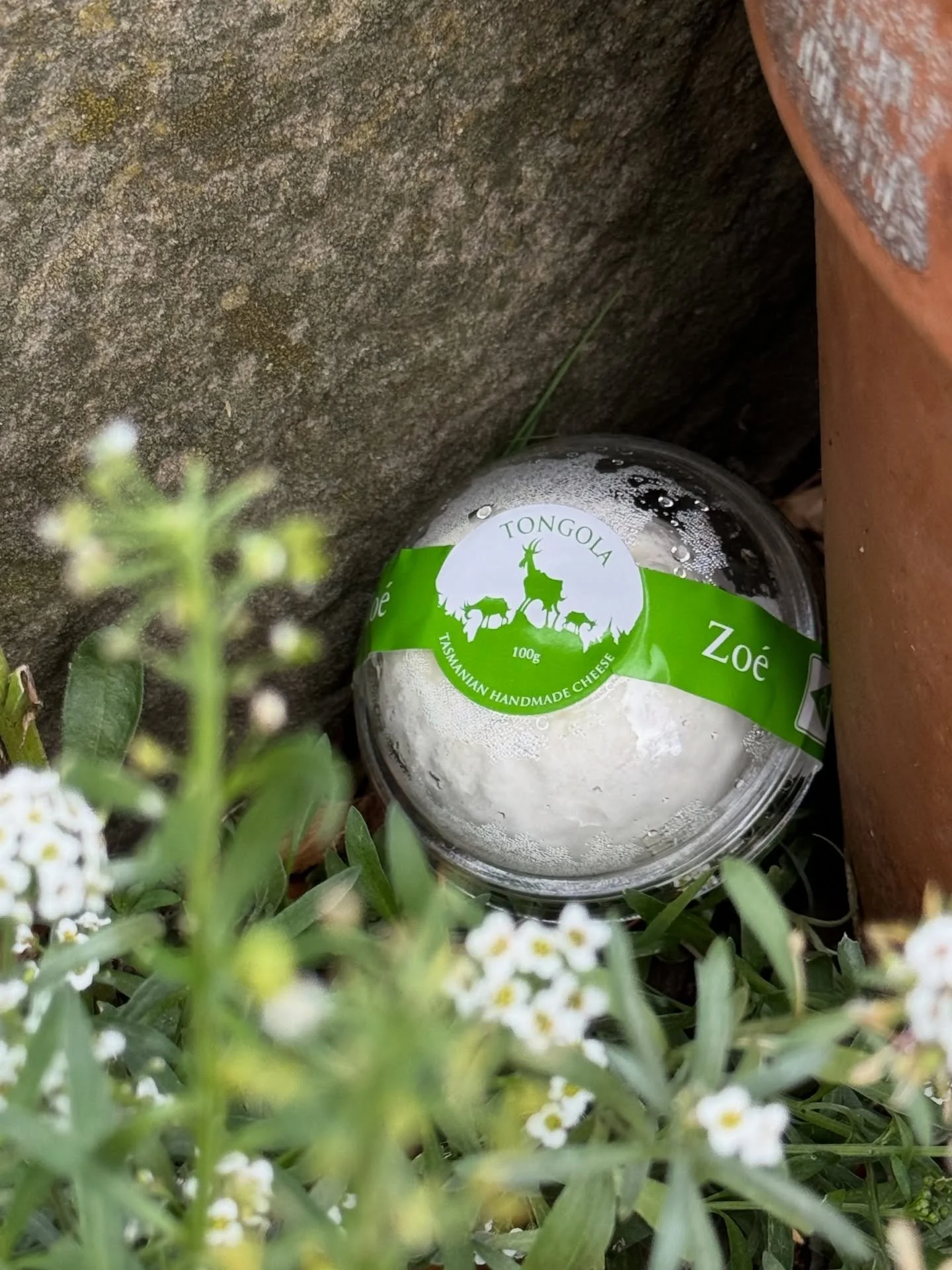 Easter Cheese Hunt, anyone? Zo&eacute;&rsquo;s are perfect for hiding in the garden! On Easter Sunday we will be selling our meat and @tongolacheese at the @breamcreekfarmersmarket &ndash; we have a limited supply of goat meat, so be quick! We will a