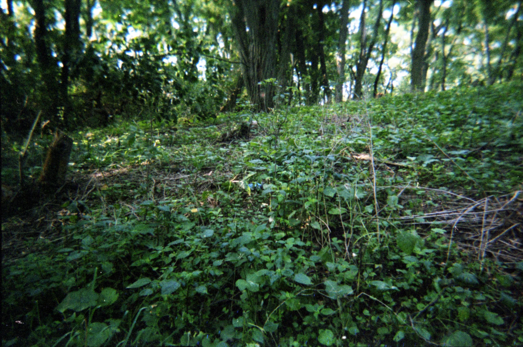 *img036.jpg