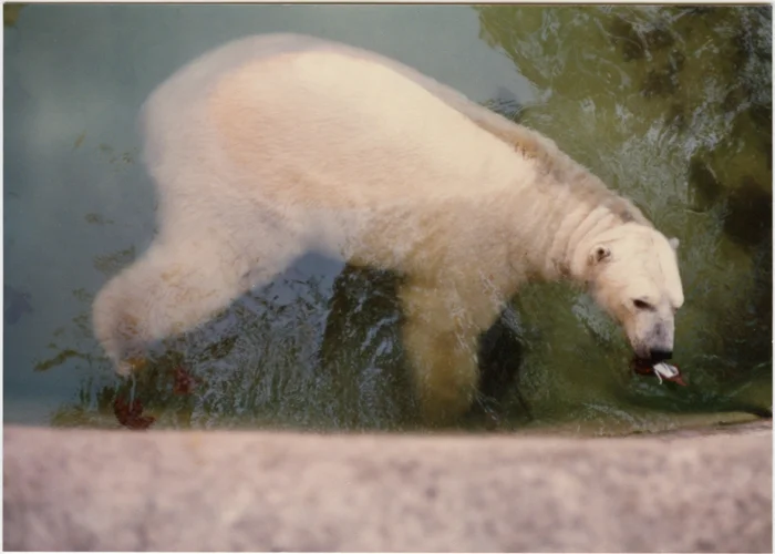 honeymoon-zoo007.jpg