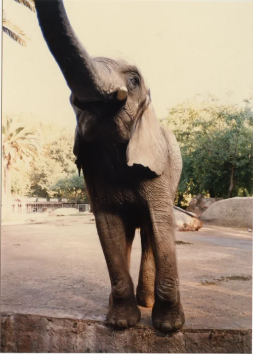 honeymoon-zoo010.jpg