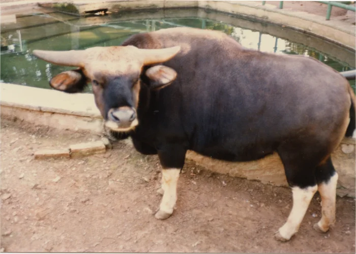honeymoon-zoo012.jpg