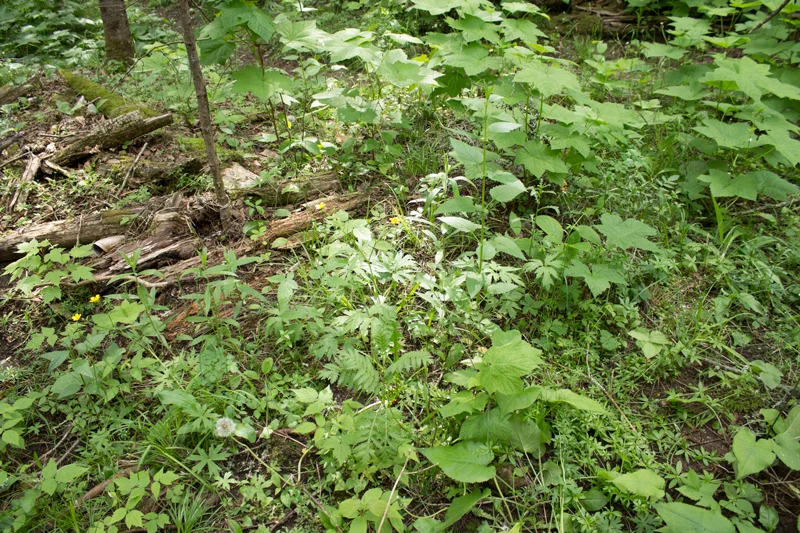 for-web_IMG_8244.jpg