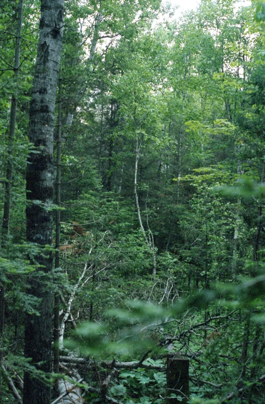 for-web_cropped_IMG021.jpg
