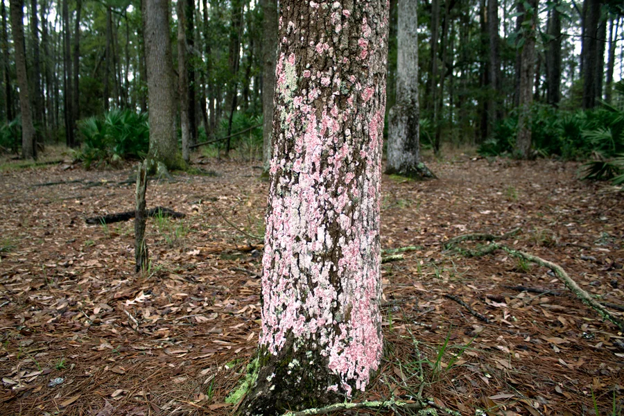 for-web_pink-tree-IMG_3975.jpg
