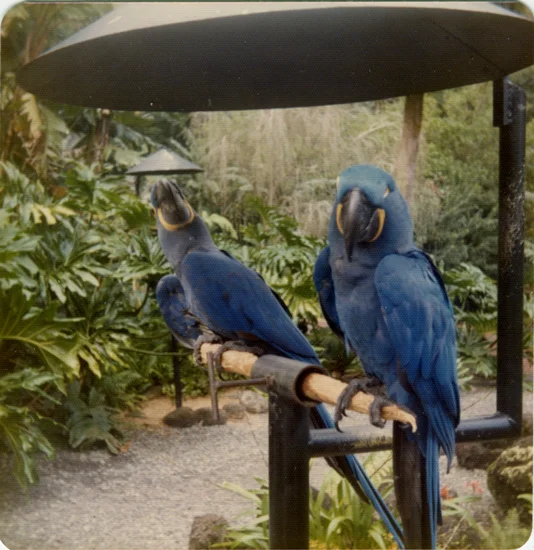 for-web_honeymoon-parrotsimg003-2.jpg