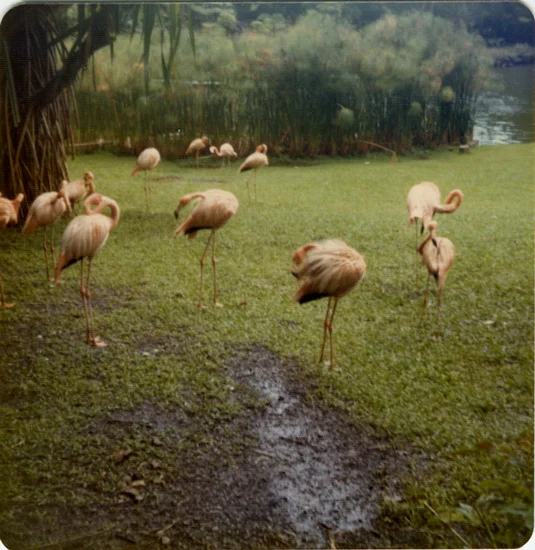 for-web_honeymoon-flamingoes.jpg